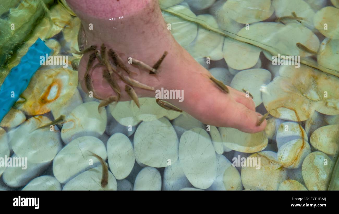 Fish pedicures are a type of foot treatment that aims to give people ...