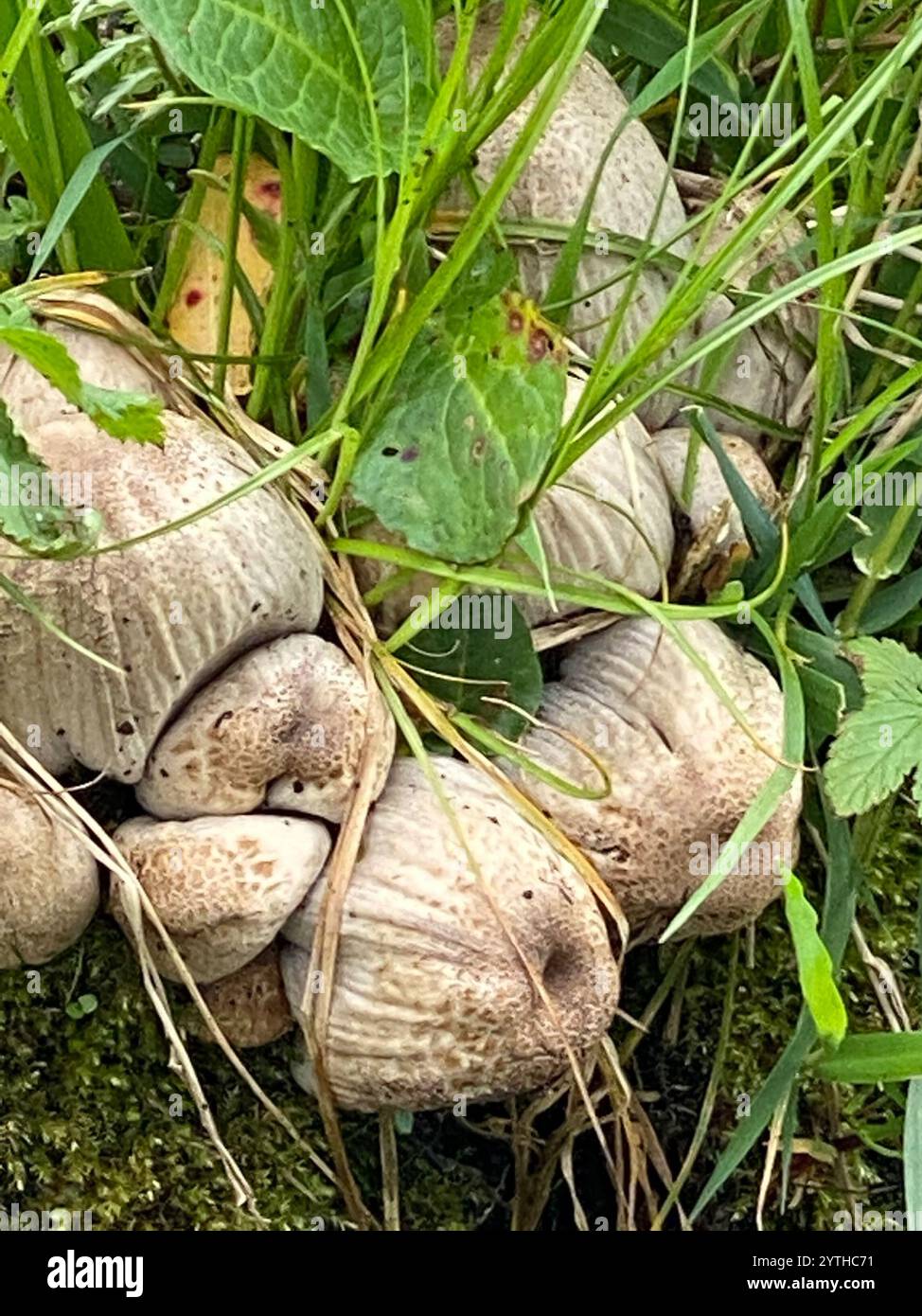 Common Ink Cap (Coprinopsis atramentaria Stock Photo - Alamy