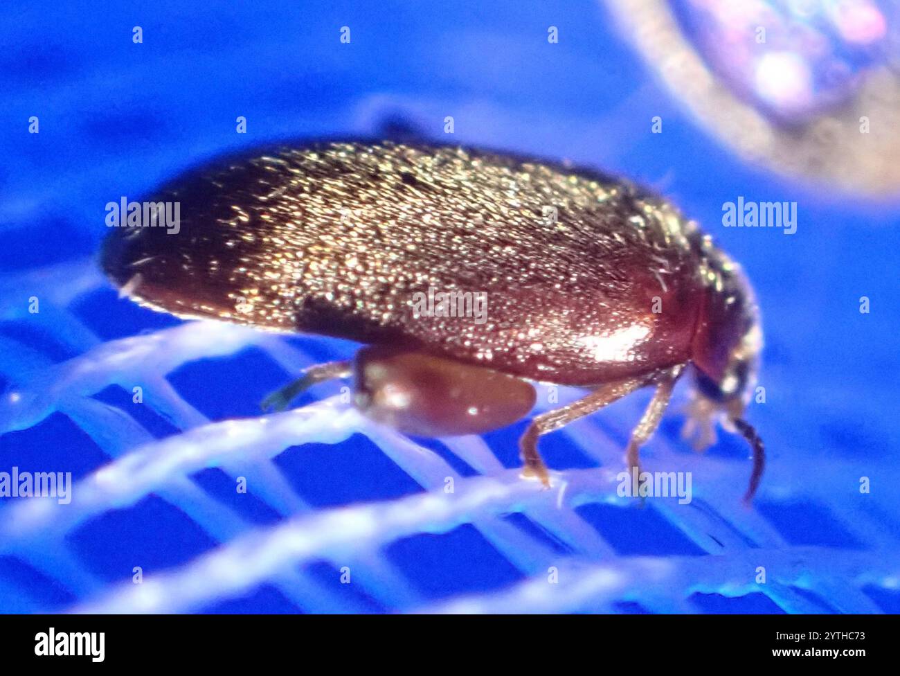 Marsh Beetles (Scirtidae Stock Photo - Alamy