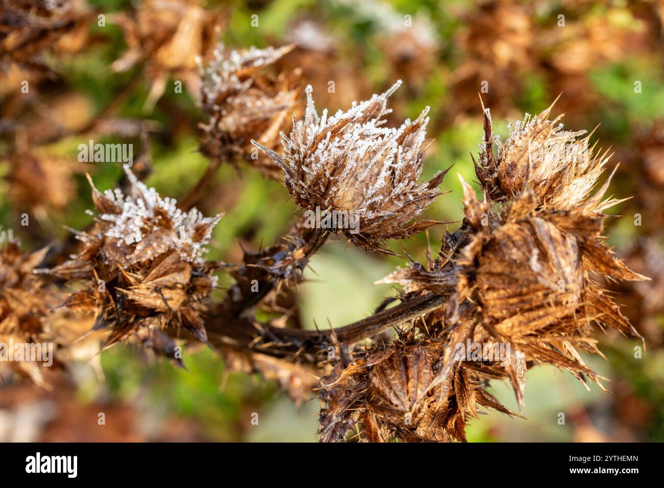 Frost tinged natural close up plant portrait of Berkheya purpurea seed-heads in early winter. soulful, intriguing, absorbing, abstraction, imagination Stock Photo