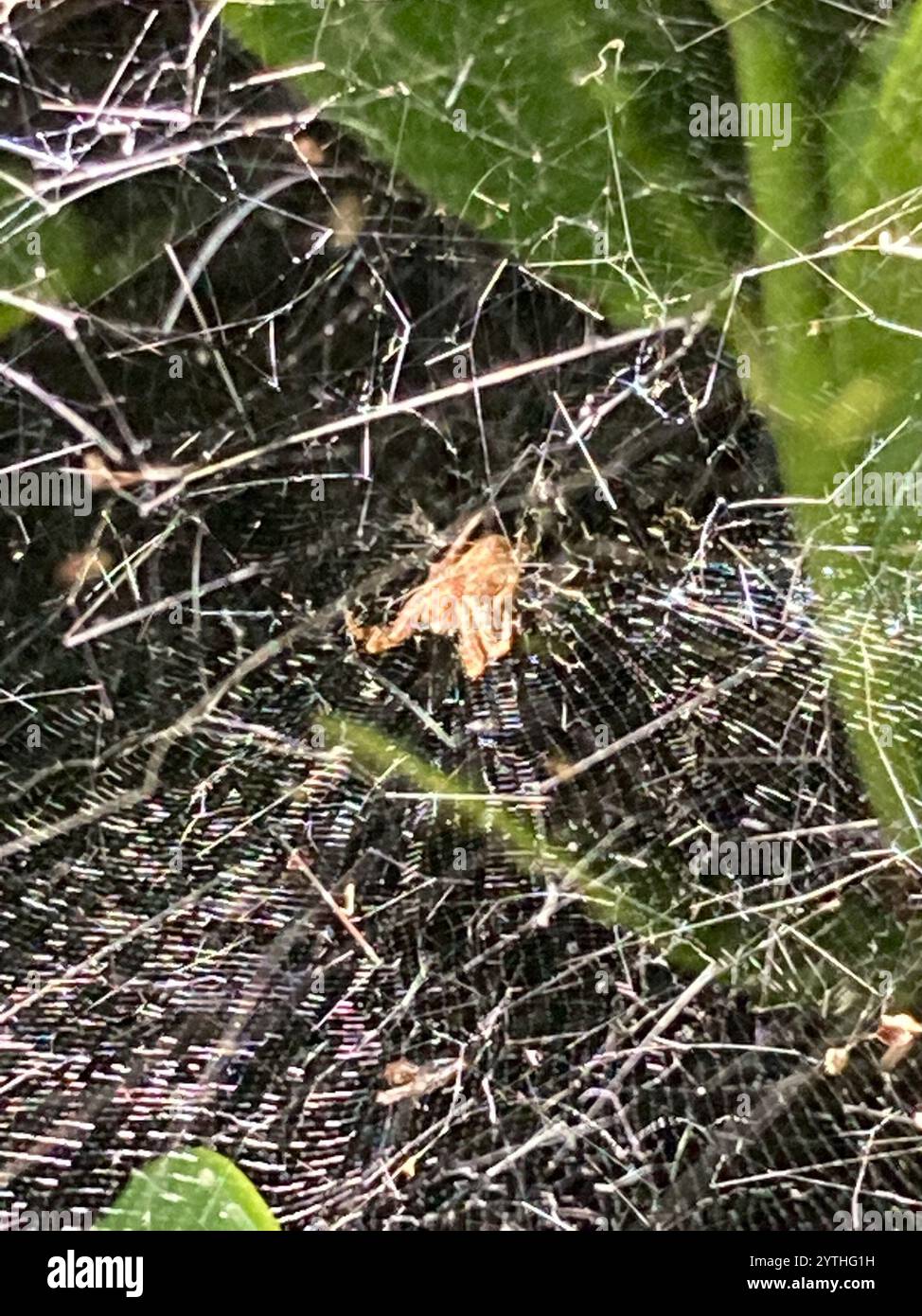 Tropical tent web spider hi-res stock photography and images - Alamy