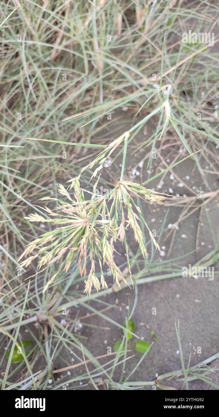 Ravan's Mustache (Spinifex littoreus) Stock Photo