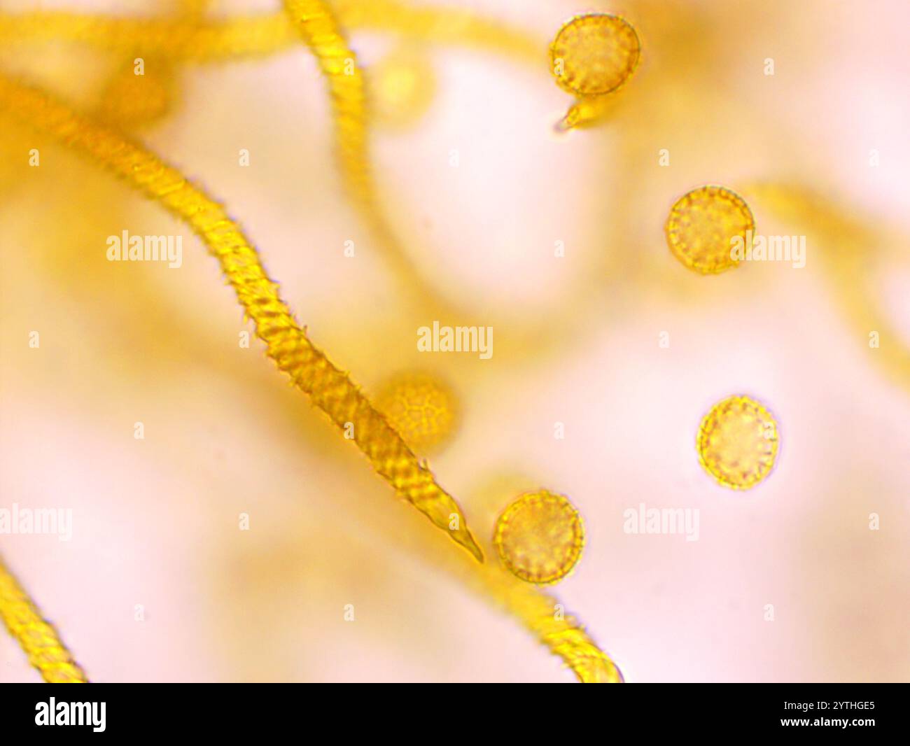 Trichia scabra hi-res stock photography and images - Alamy