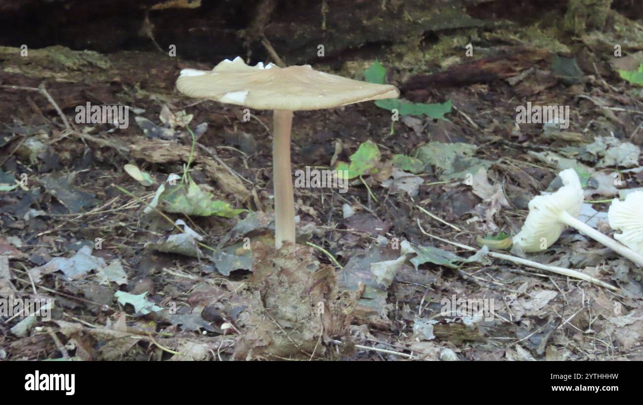 Beech Rooter Beech Rooter (Oudemansiella furfuracea Stock Photo - Alamy