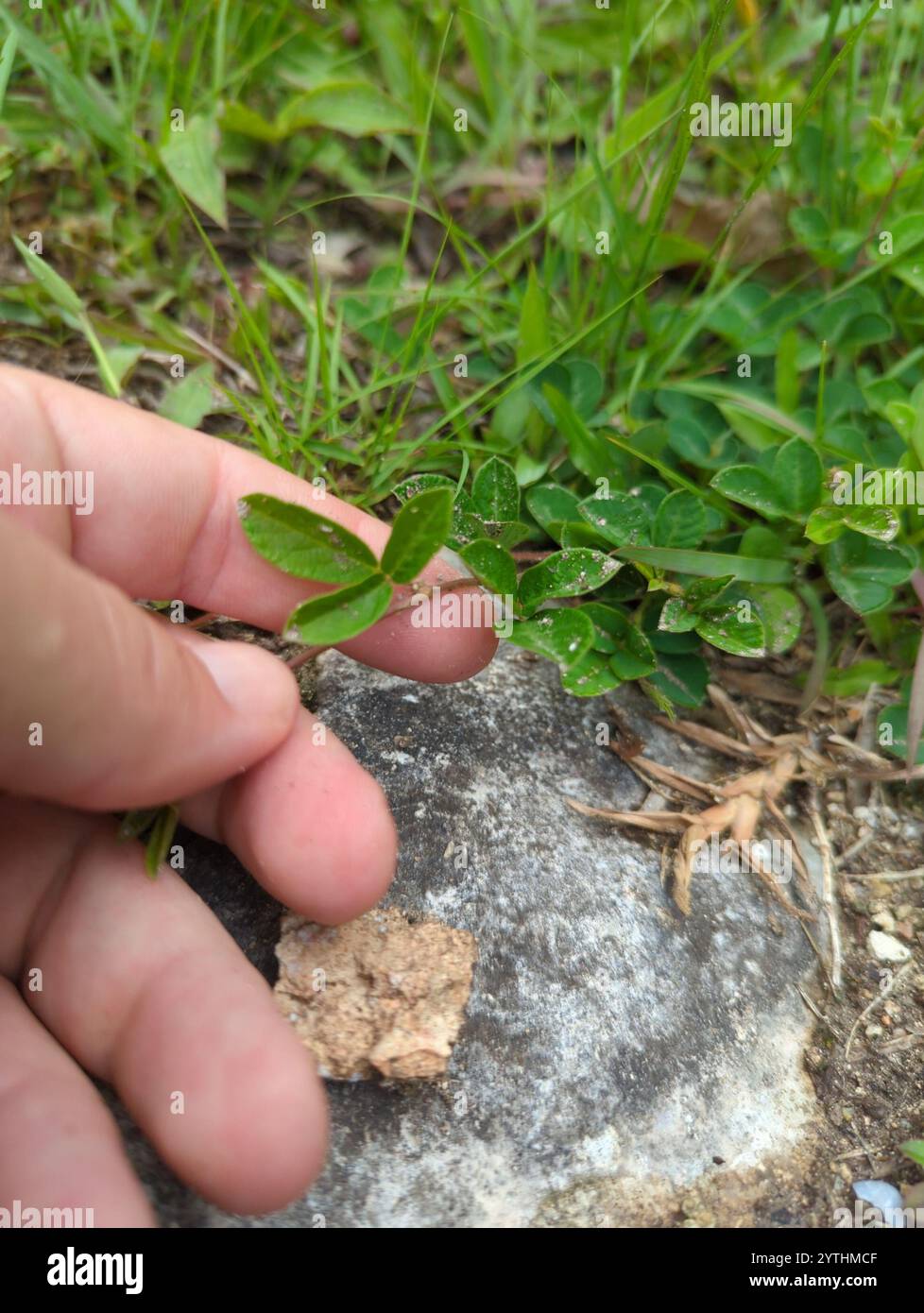 creeping beggarweed (Desmodium incanum Stock Photo - Alamy