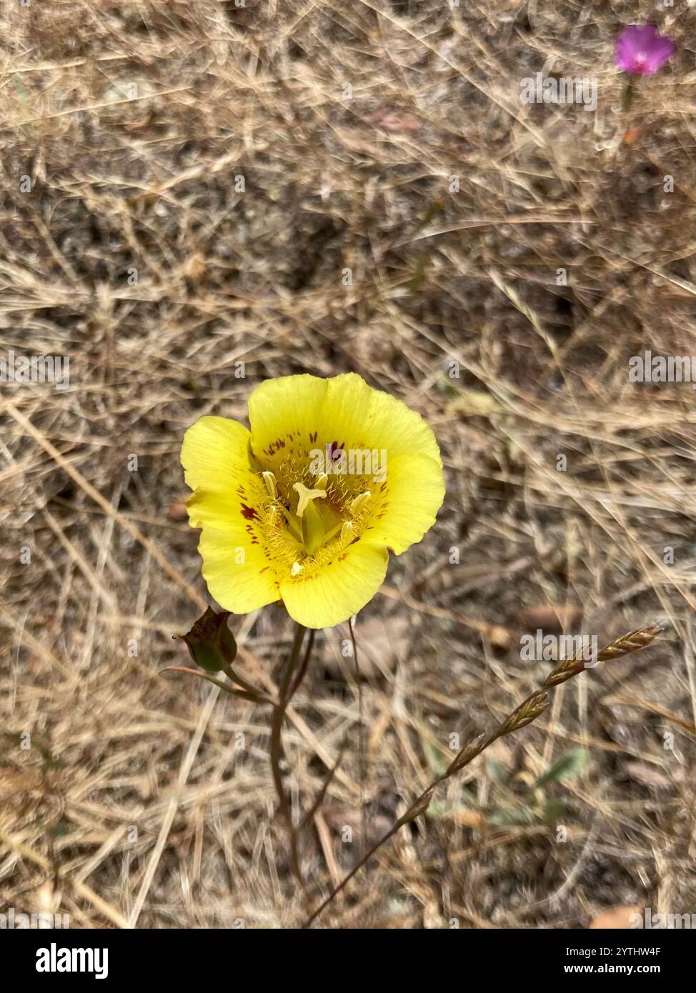 Mariposa - Yellow