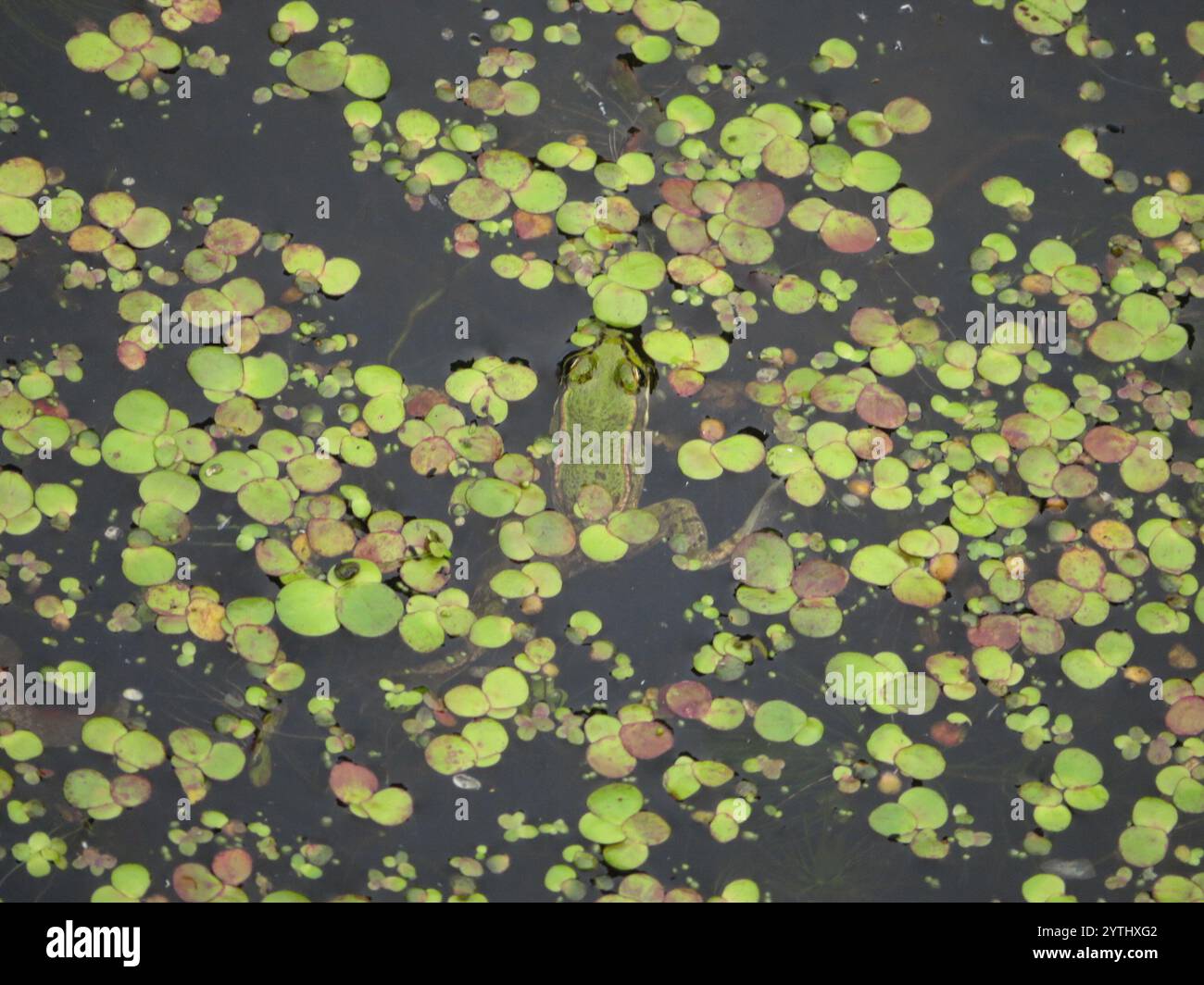 Frogs and Toads (Anura Stock Photo - Alamy