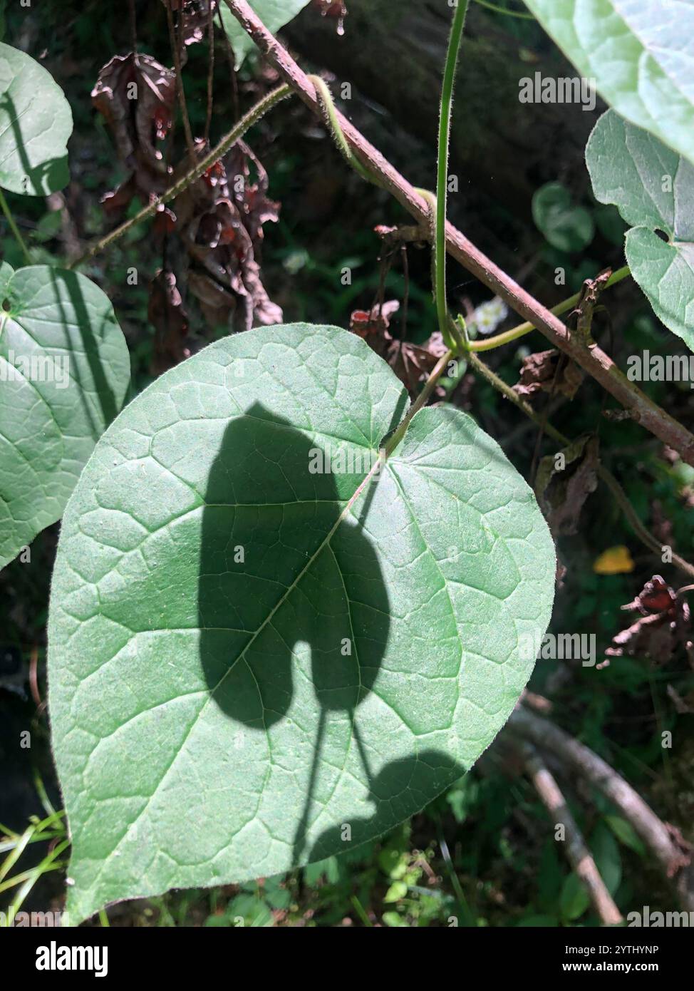 Anglepod (Gonolobus suberosus Stock Photo - Alamy