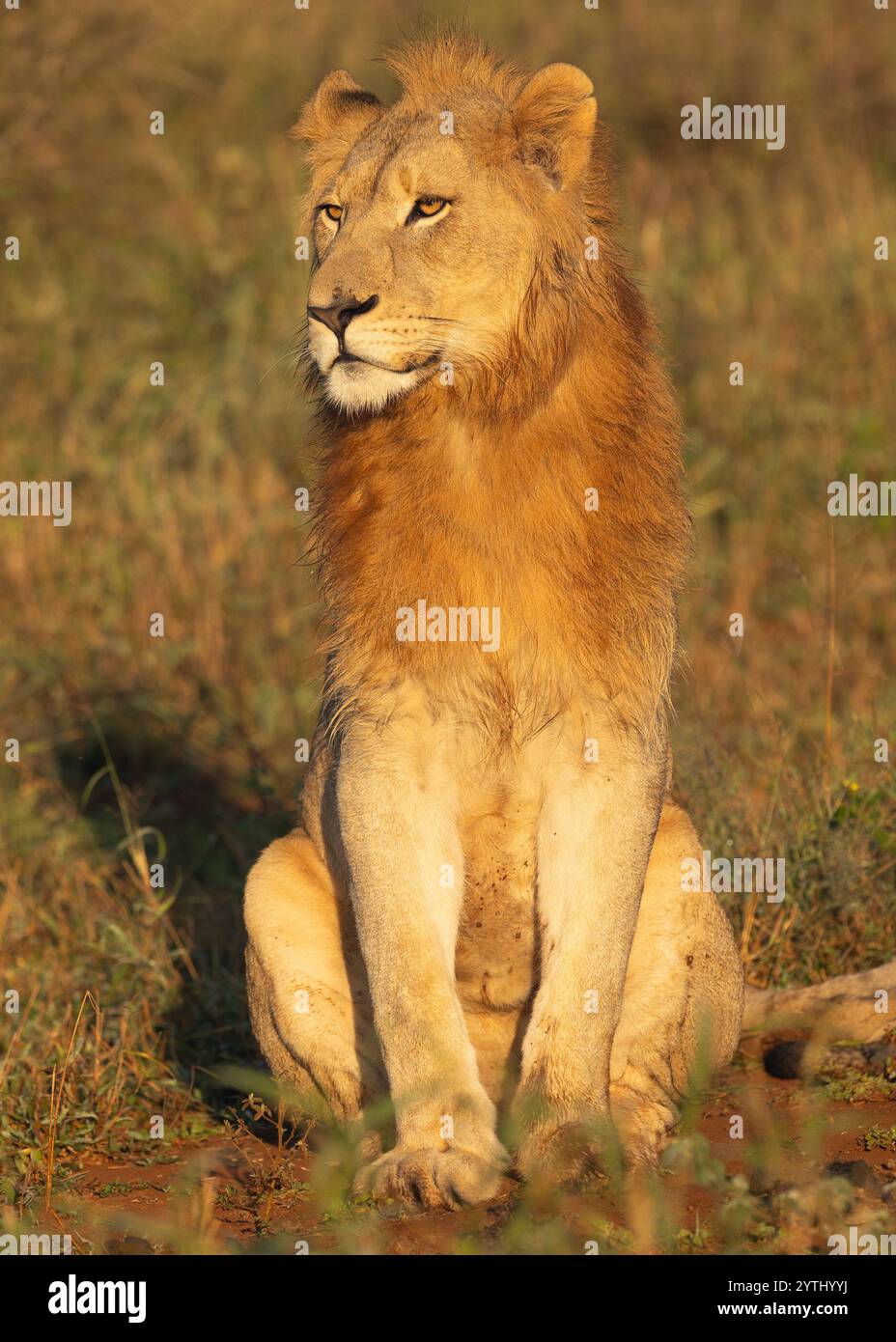 Male lion sitting in sun hi-res stock photography and images - Alamy