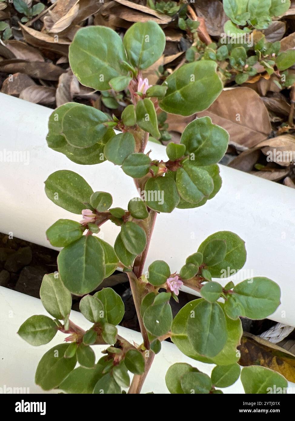 Is this purslane? : r/PlantIdentification, image size:974x1390