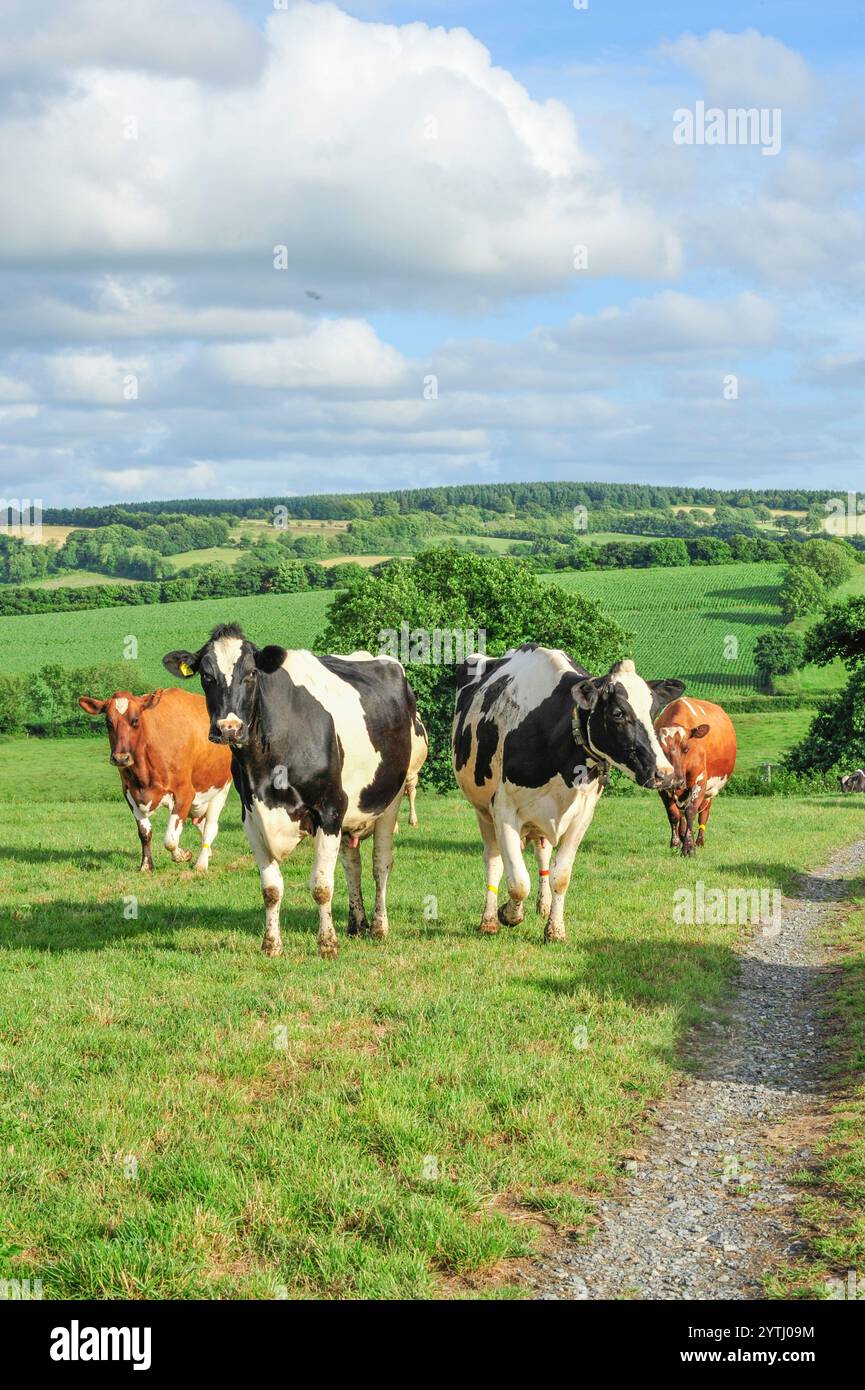 dairy cows in lush grass in summer Stock Photo