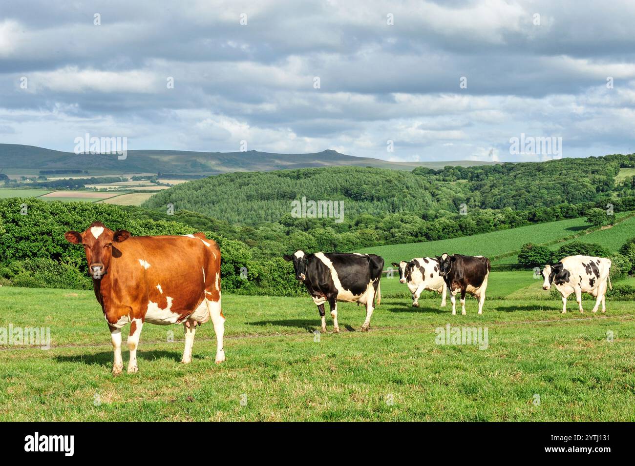 dairy cows in lush grass in summer Stock Photo