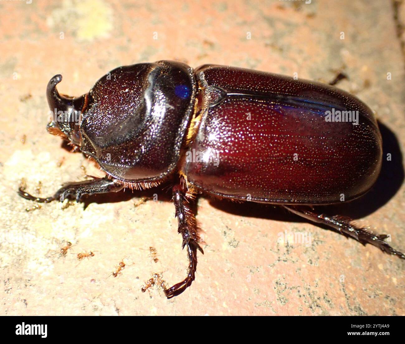 African Rhinoceros Beetle (Oryctes monoceros Stock Photo - Alamy