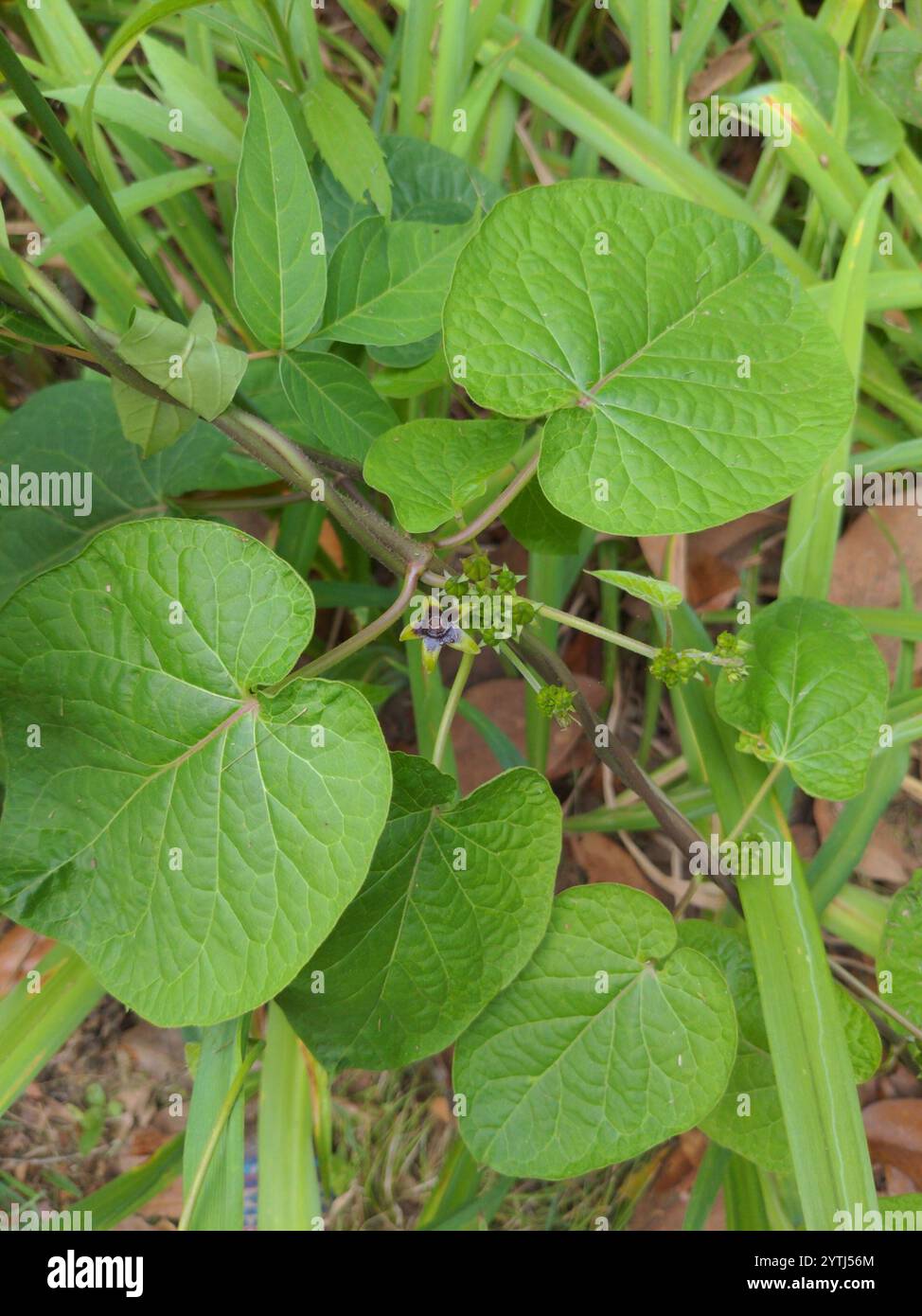 Anglepod (Gonolobus suberosus Stock Photo - Alamy