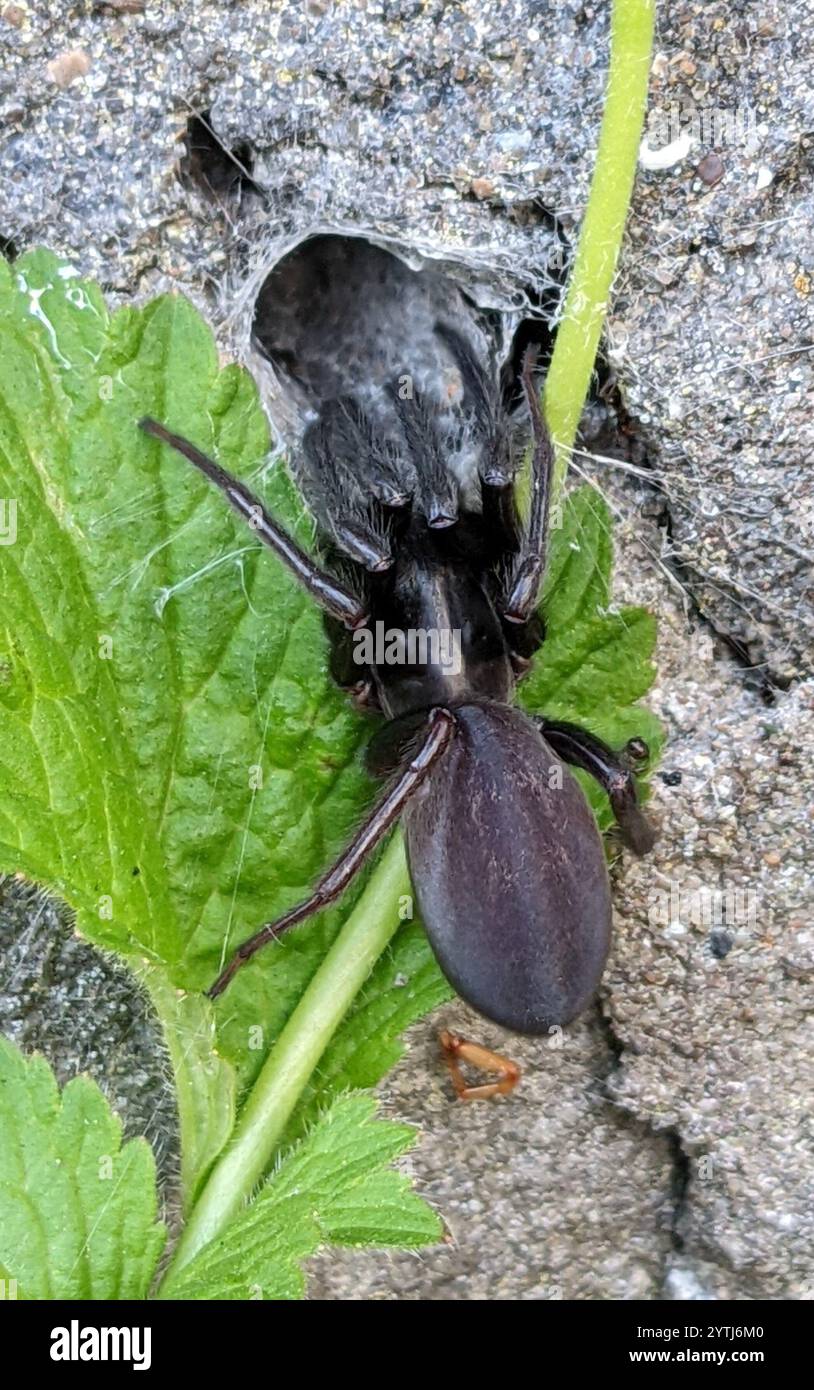 Tube-dwelling Spider (Segestria florentina) Stock Photo