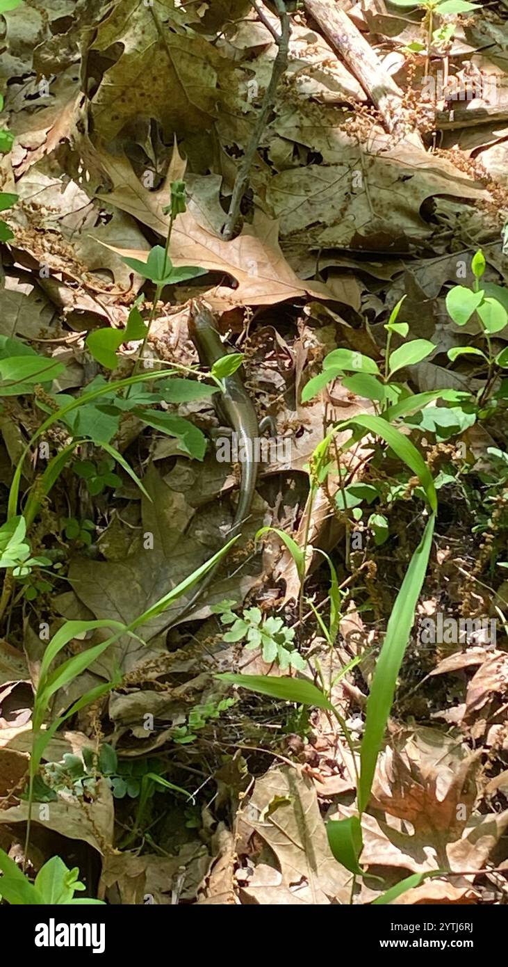 Common Five-lined Skink (Plestiodon fasciatus) Stock Photo