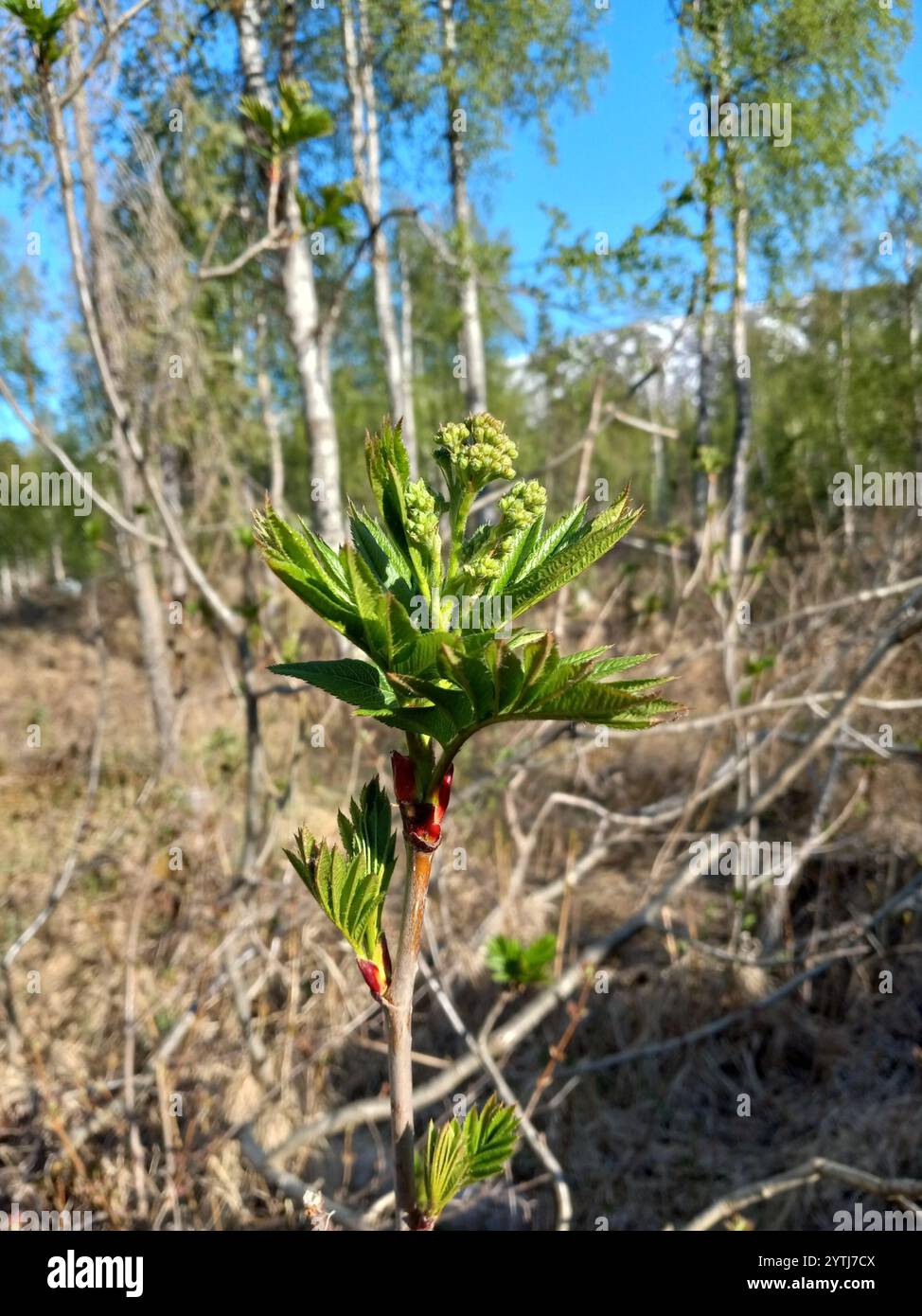 flowering plants (Angiospermae Stock Photo - Alamy