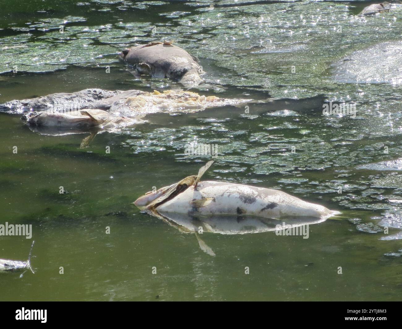 Ray-finned Fishes (Actinopterygii Stock Photo - Alamy