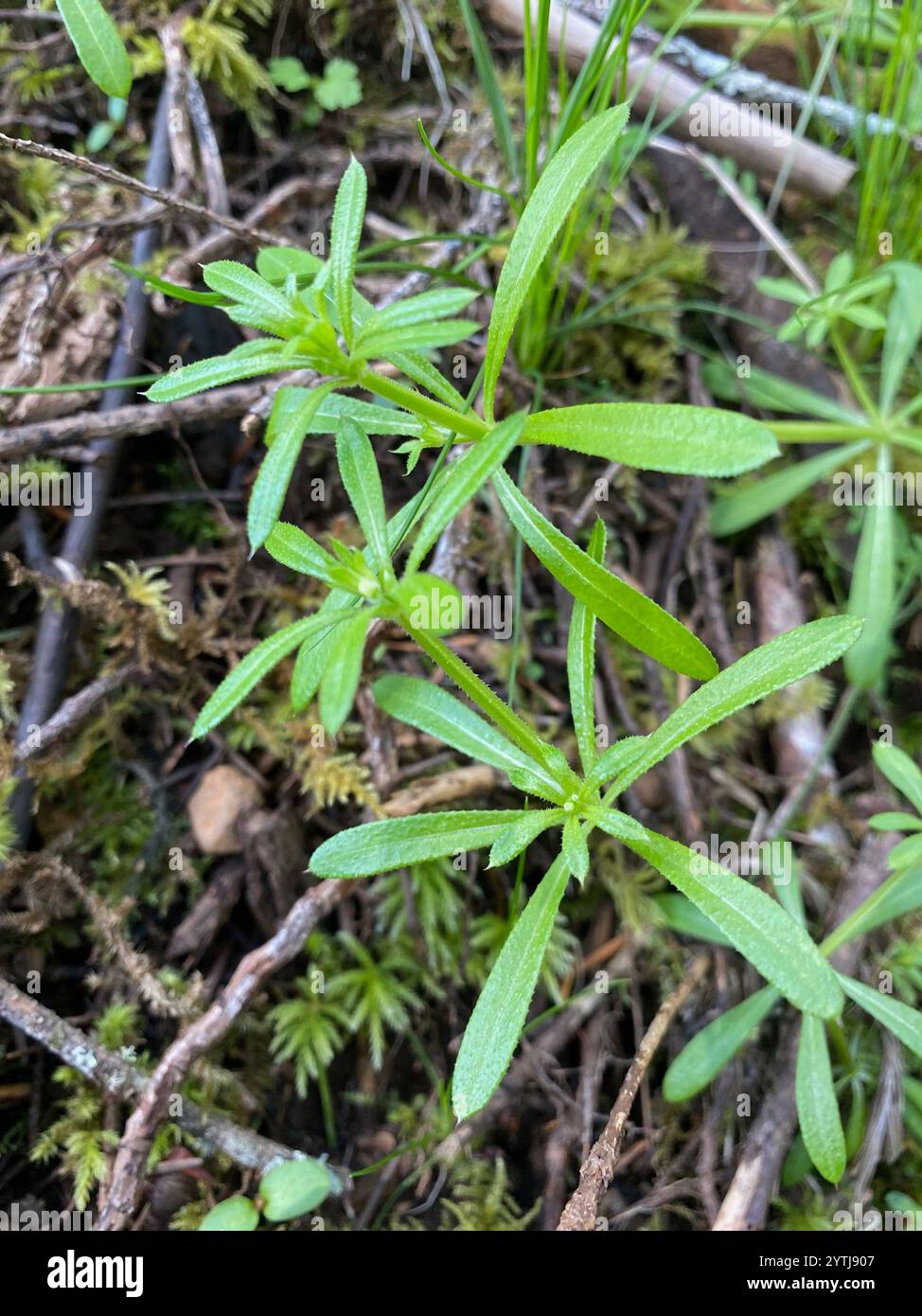 catchweed bedstraw (Galium aparine Stock Photo - Alamy