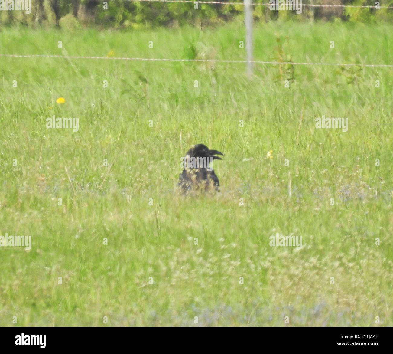 Common Raven Corvus Corax Stock Photo Alamy