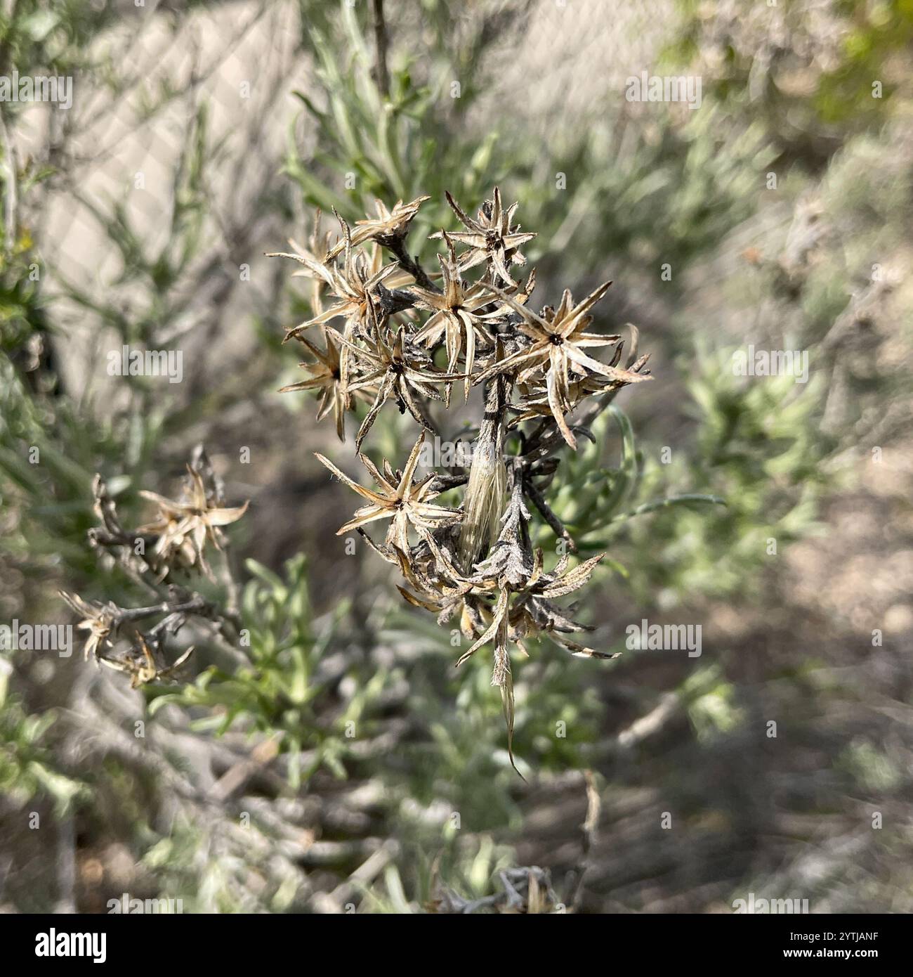Rubber Rabbitbrush (Ericameria nauseosa Stock Photo - Alamy