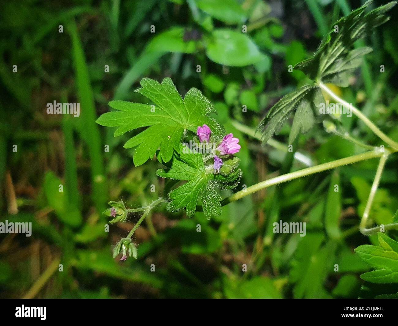 Dove's-foot crane's-bill (Geranium molle Stock Photo - Alamy