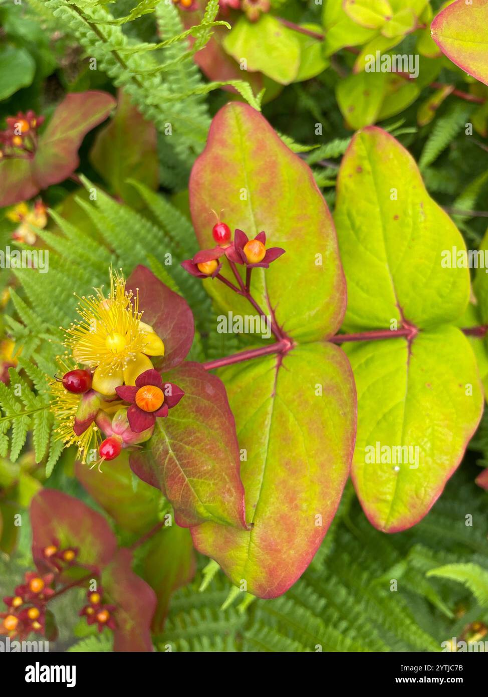 Tutsan (Hypericum androsaemum Stock Photo - Alamy
