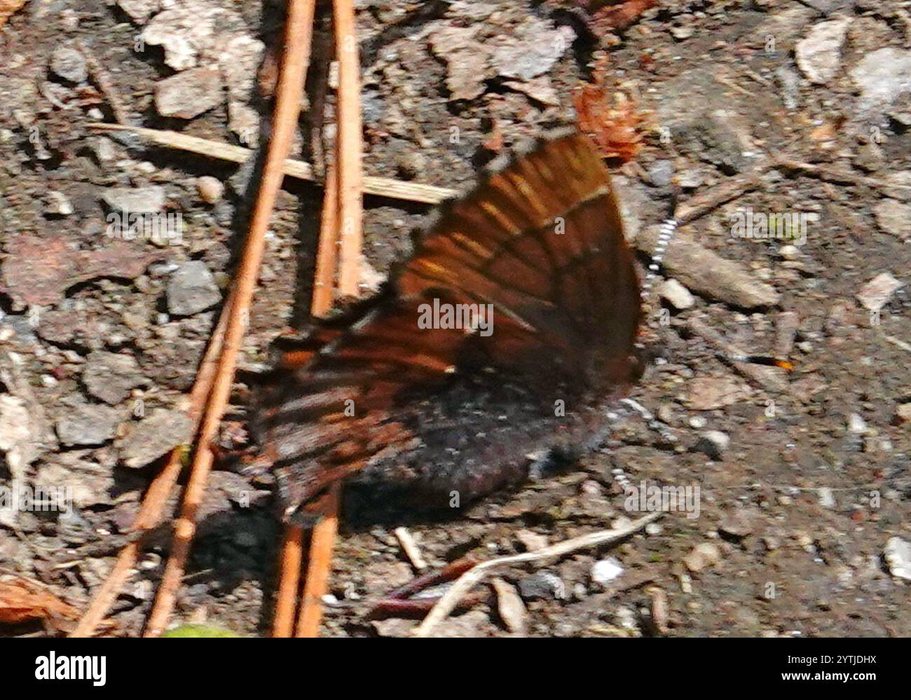 Henry's Elfin (Callophrys henrici Stock Photo - Alamy