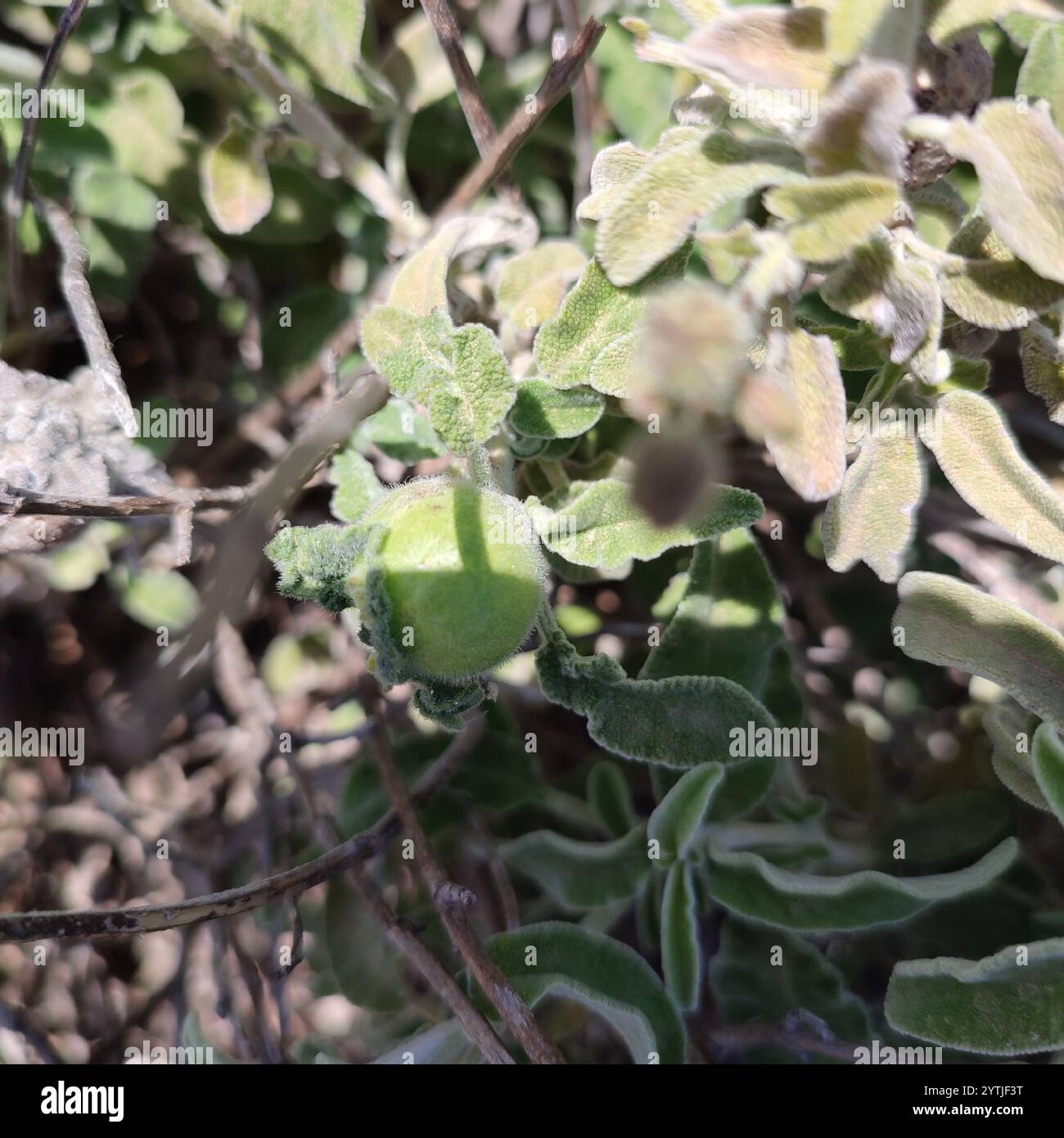 Rhodus hi-res stock photography and images - Alamy