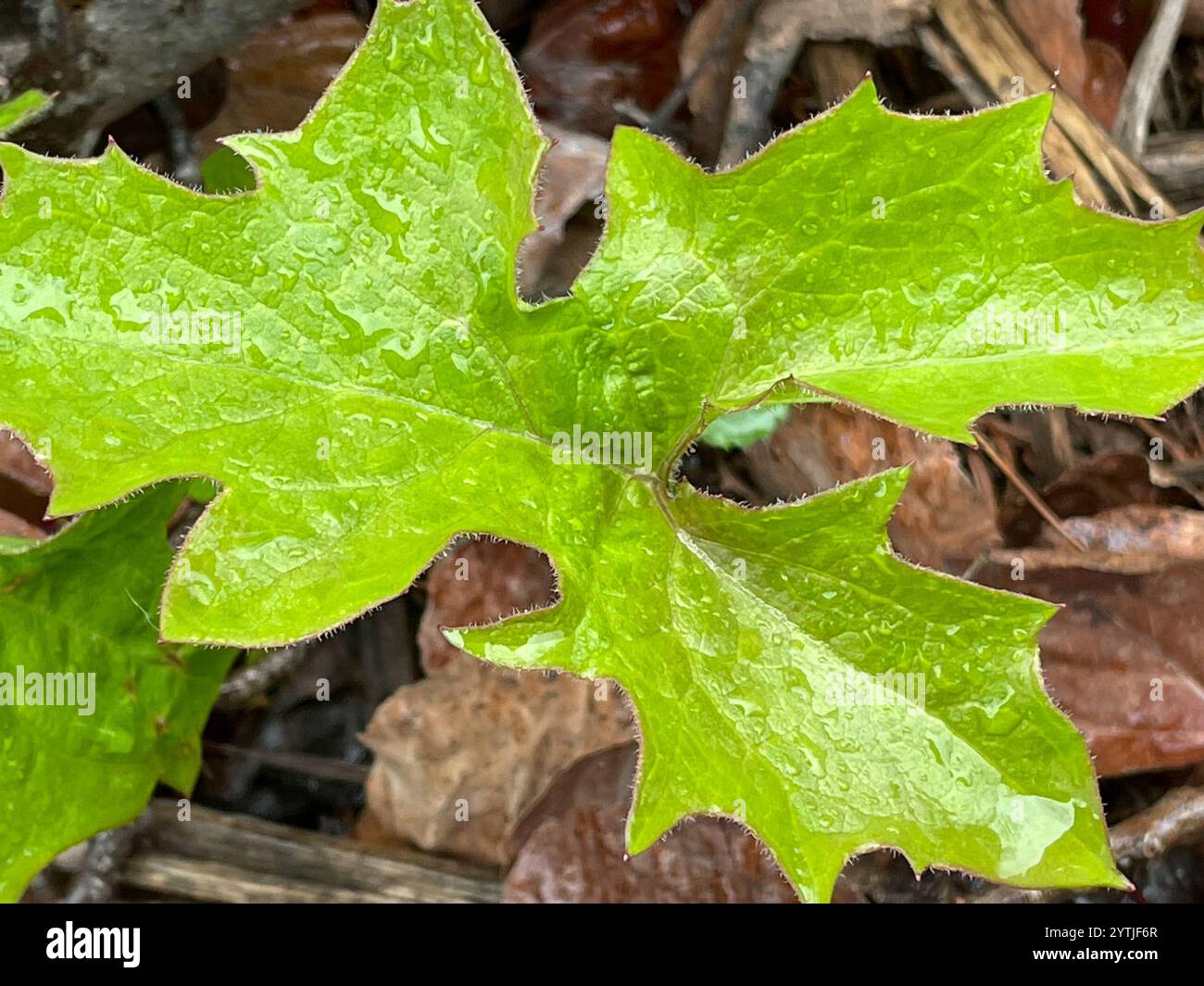white rattlesnake root (Nabalus albus Stock Photo - Alamy