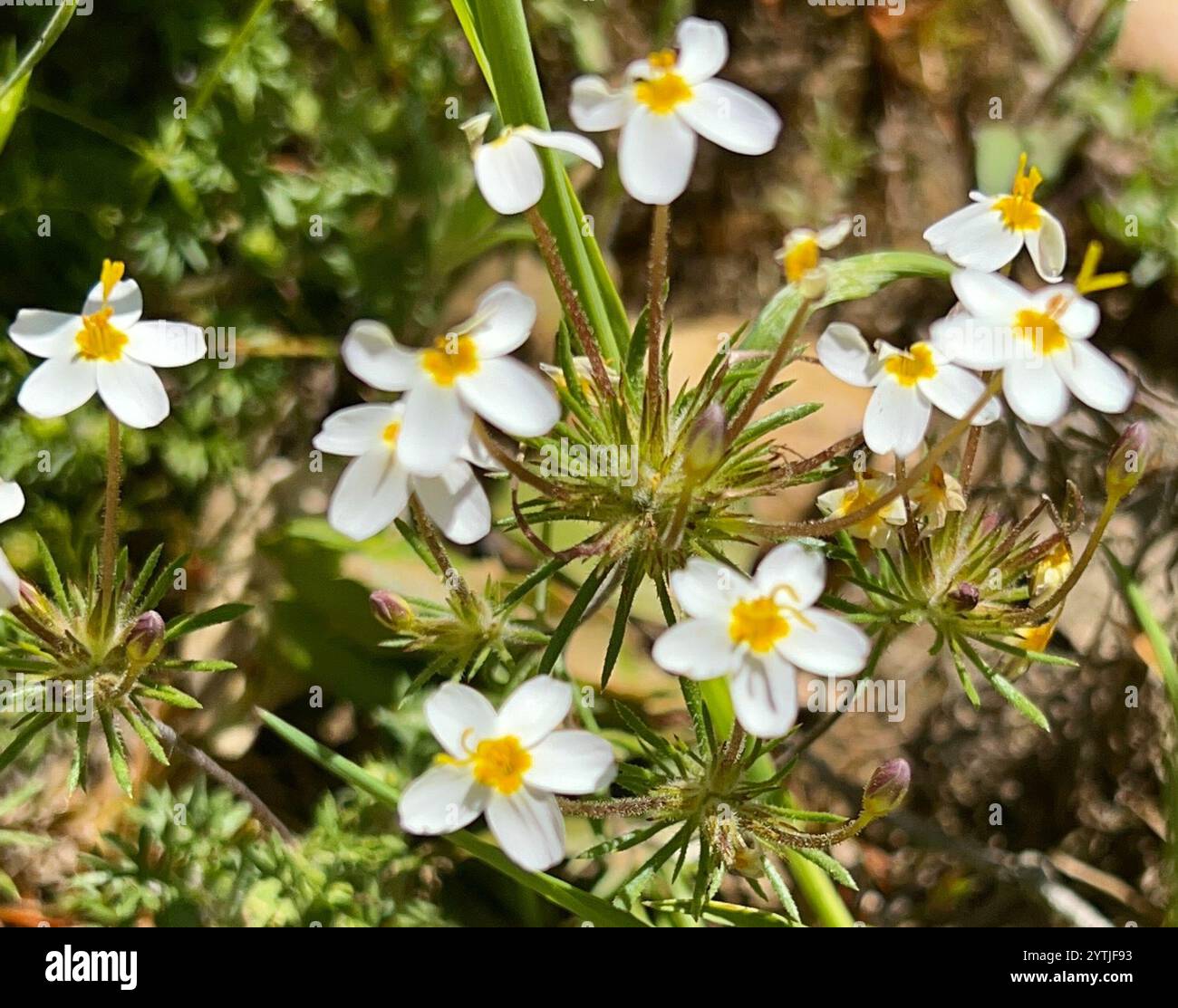 variable linanthus (Leptosiphon parviflorus Stock Photo - Alamy