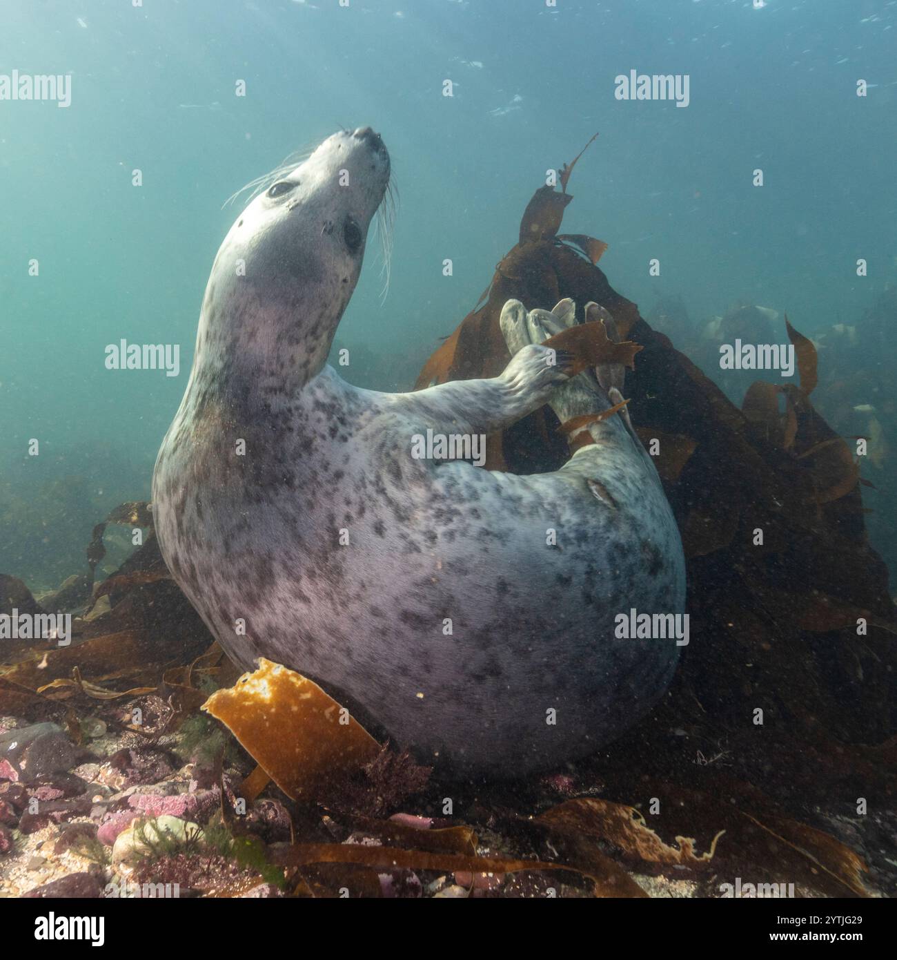 Eye level with a Grey seal (Halichoerus grypus) just above the sea floor with kelp in the background. Stock Photo