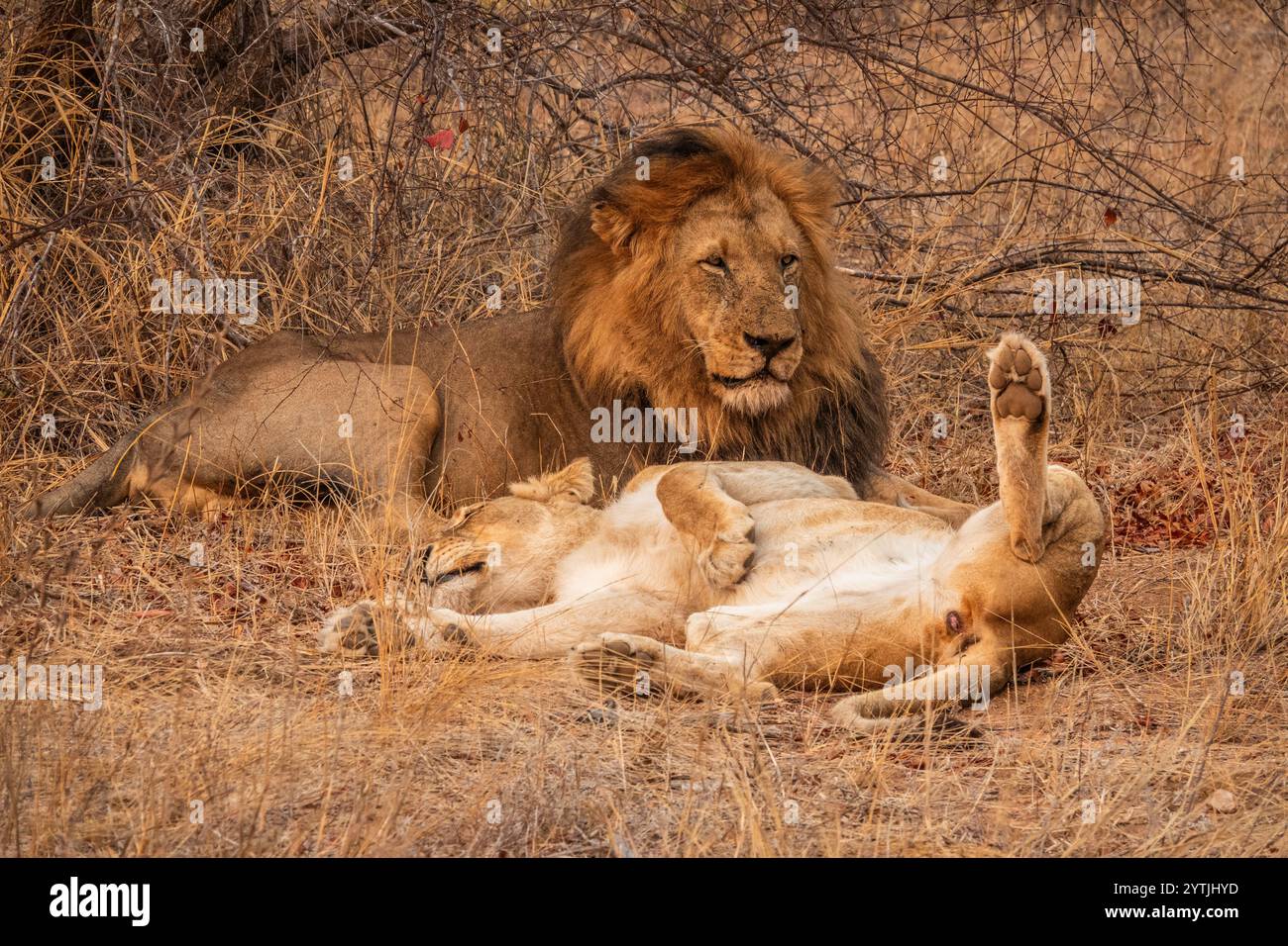 Large maned male lion lying beside a resting  lioness on her back in South Africa Stock Photo