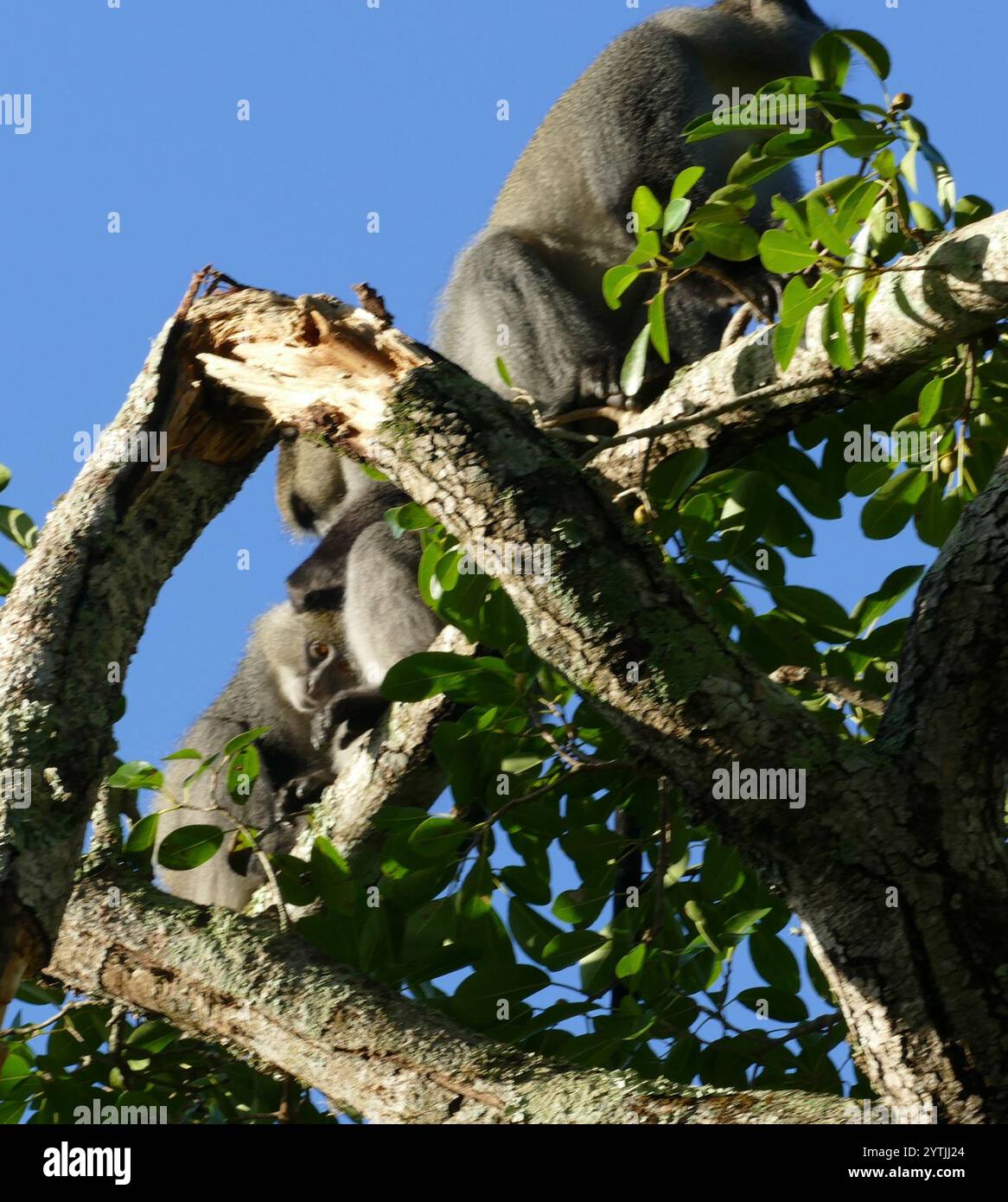 Samango (Cercopithecus mitis labiatus Stock Photo - Alamy