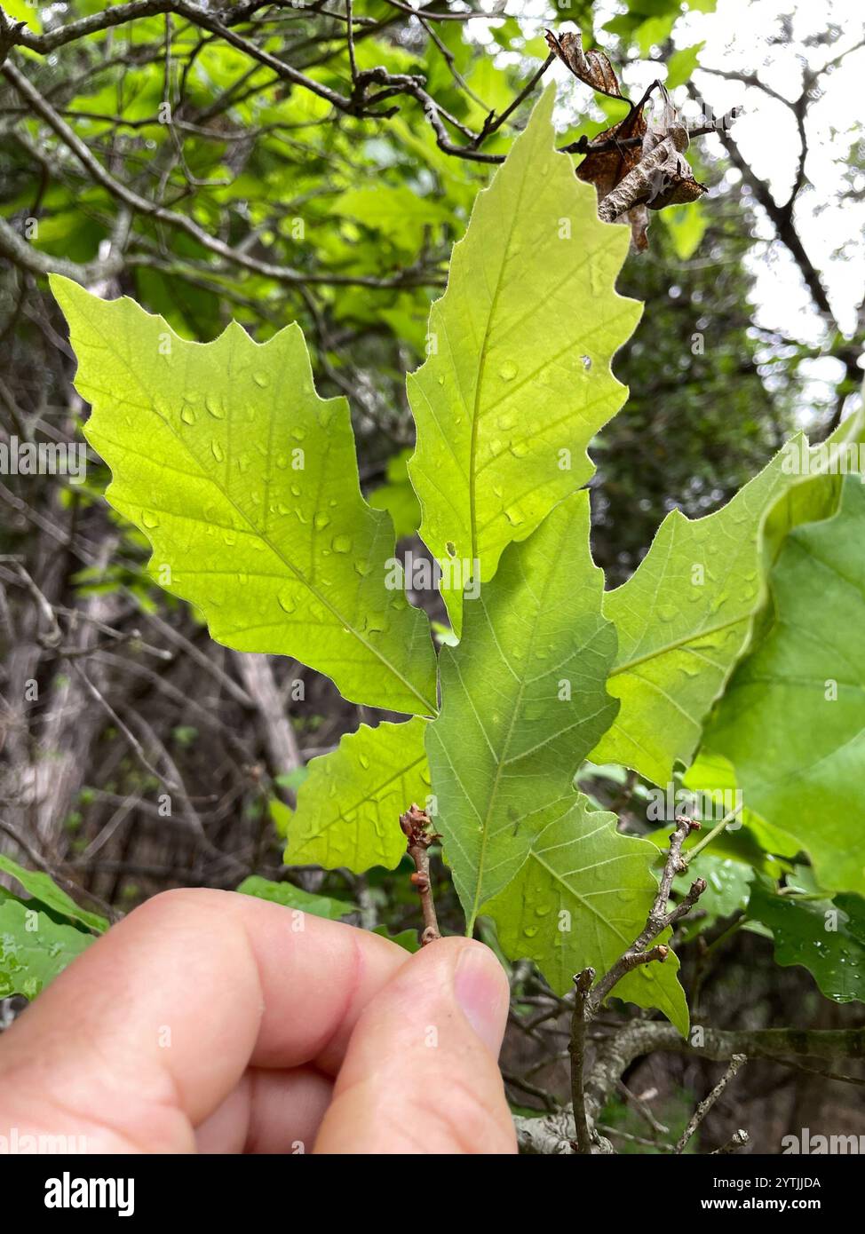 chinkapin oak (Quercus muehlenbergii Stock Photo - Alamy