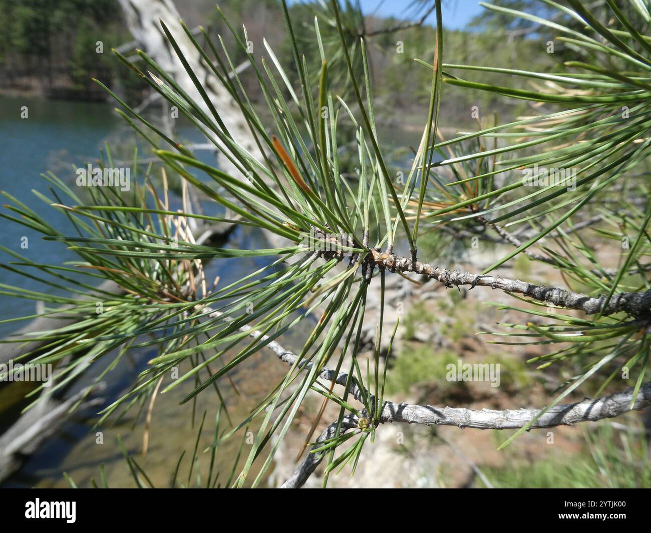 pitch pine (Pinus rigida Stock Photo - Alamy