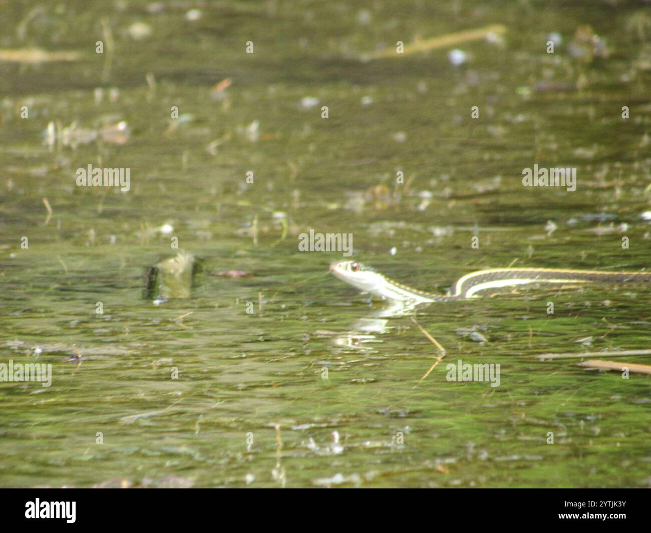 Western Ribbon Snake (Thamnophis proximus Stock Photo - Alamy