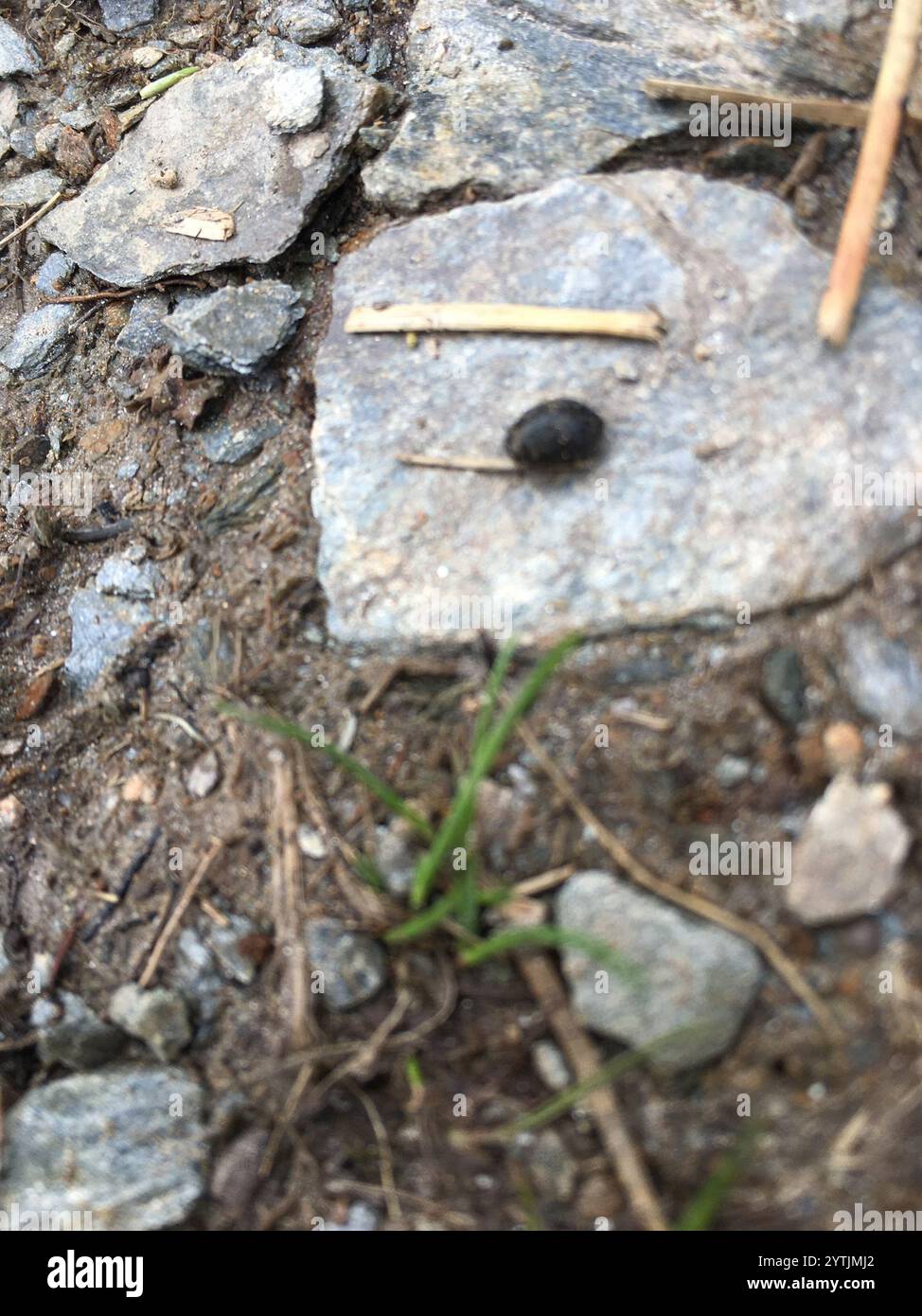 Pill beetle hi-res stock photography and images - Alamy