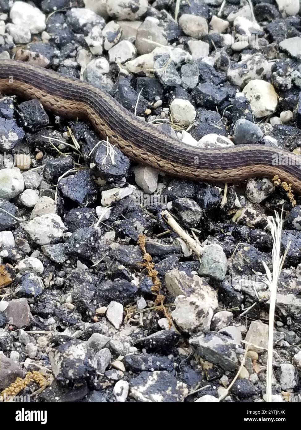 Eastern Garter Snake (Thamnophis sirtalis sirtalis Stock Photo - Alamy