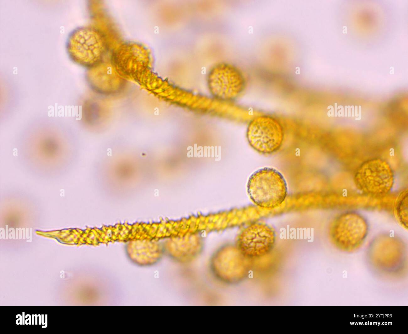 Trichia scabra hi-res stock photography and images - Alamy