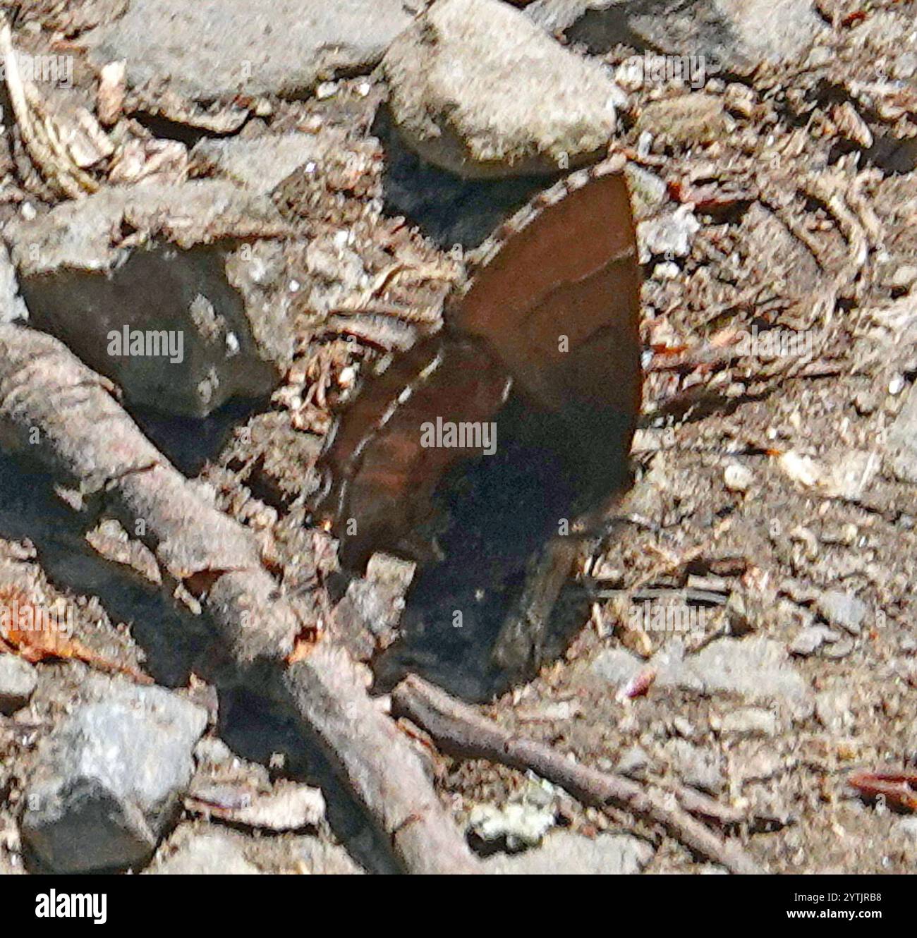 Callophrys henrici hi-res stock photography and images - Alamy