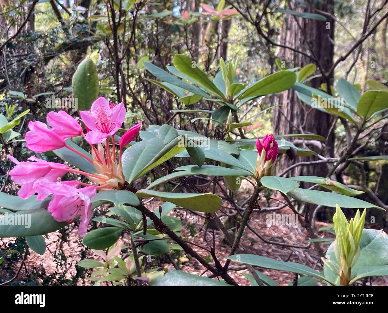Pacific rhododendron (Rhododendron macrophyllum Stock Photo - Alamy