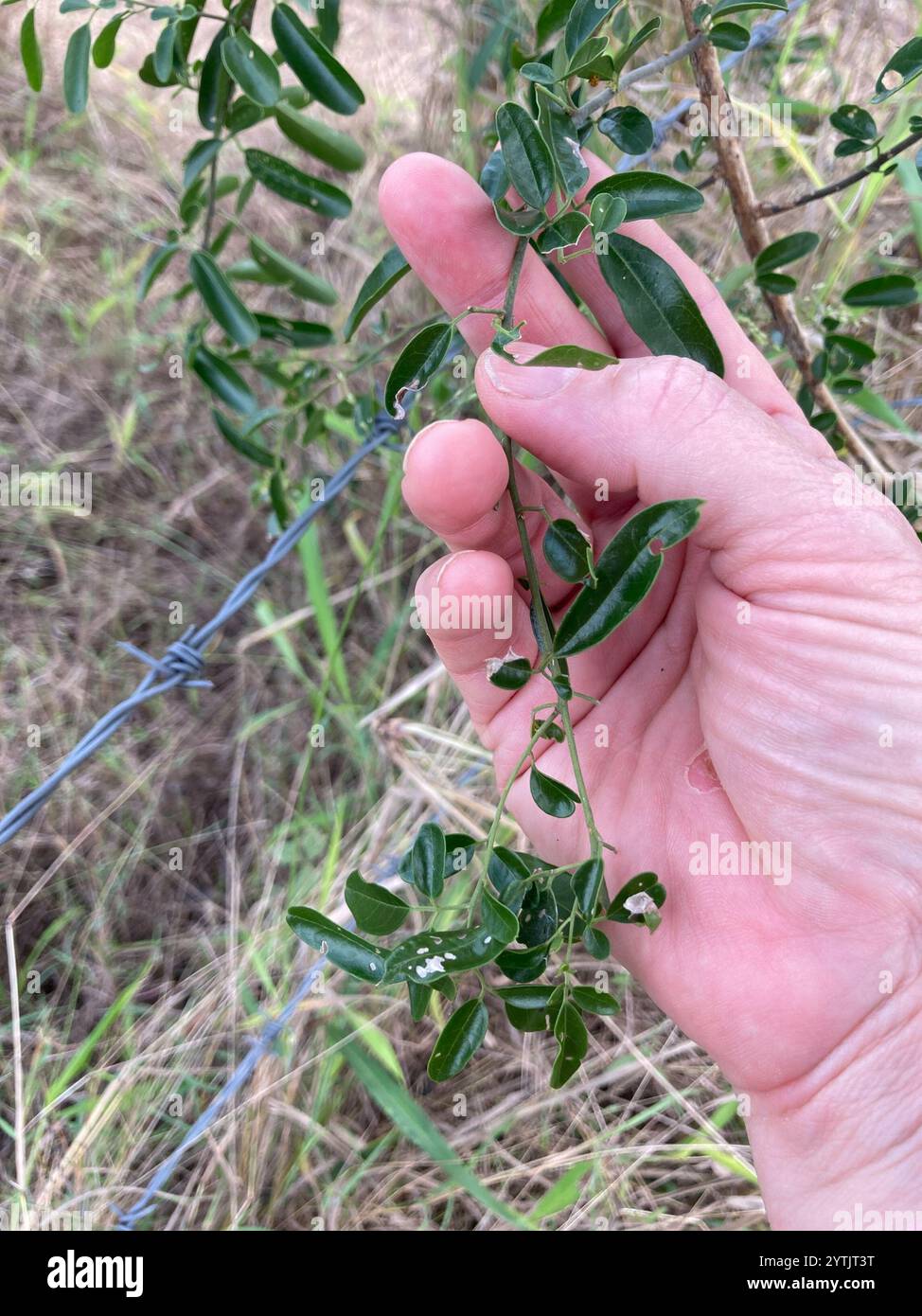 wonga vine (Pandorea pandorana) Stock Photo