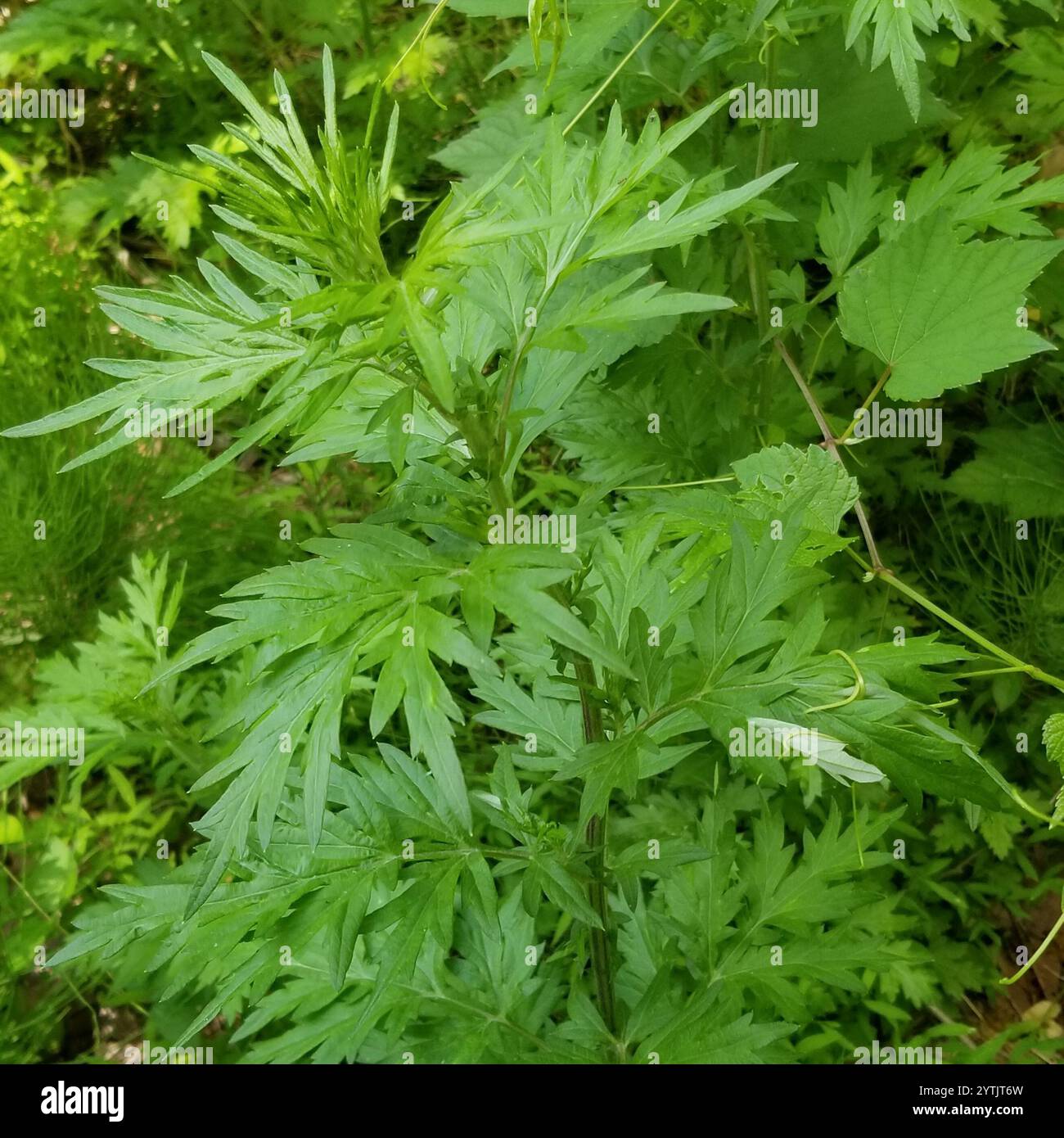 Common Mugwort Artemisia Vulgaris Stock Photo Alamy Common Mugwort Artemisia Vulgaris Stock Photo Alamy