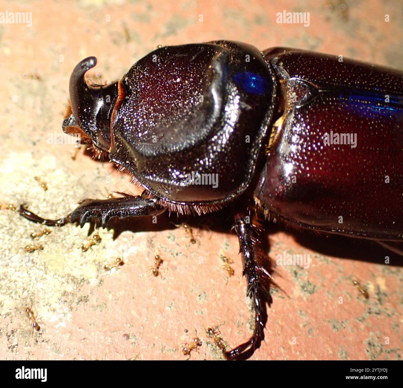 African Rhinoceros Beetle (Oryctes monoceros Stock Photo - Alamy
