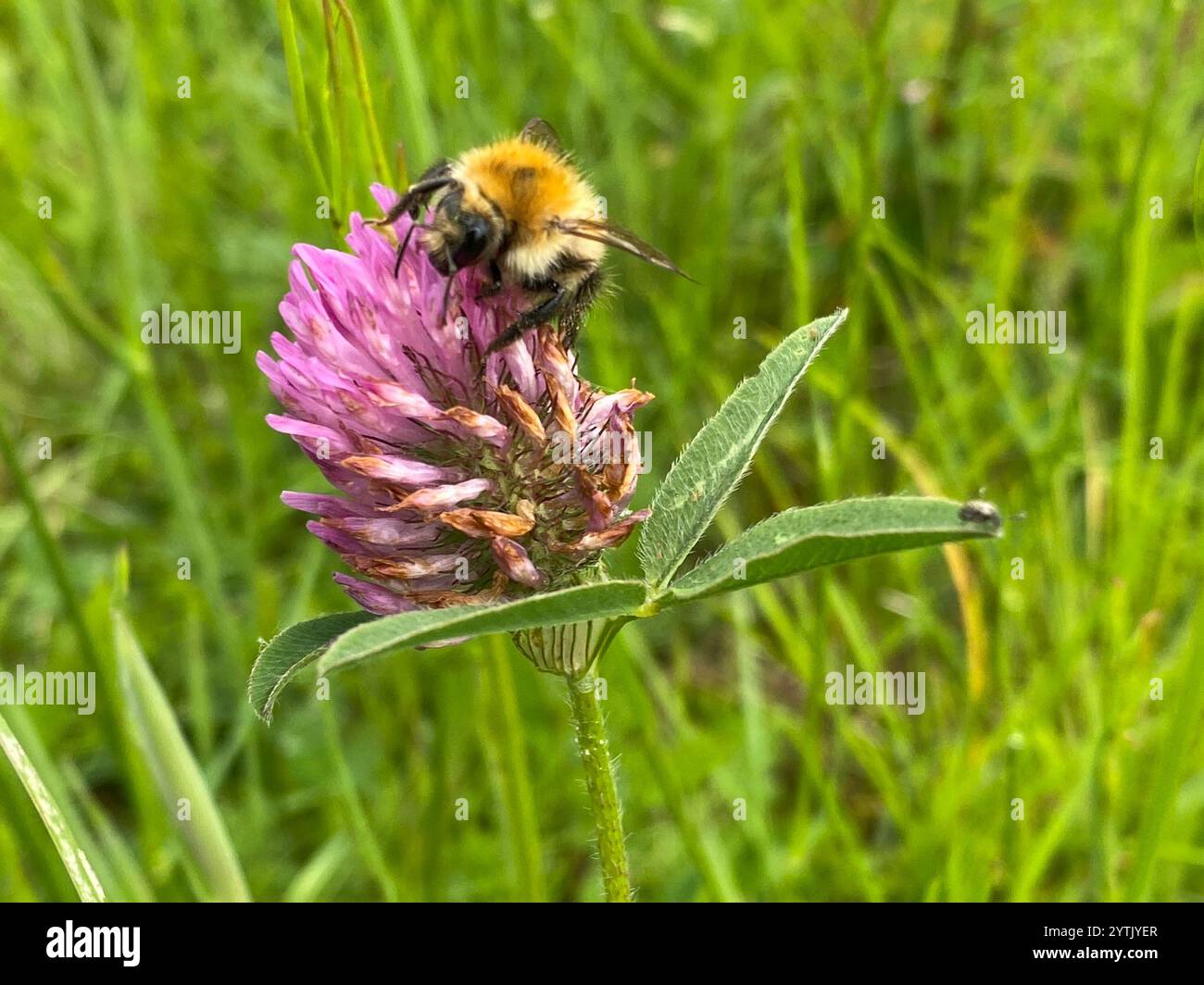 Bombus humilis hi-res stock photography and images - Alamy