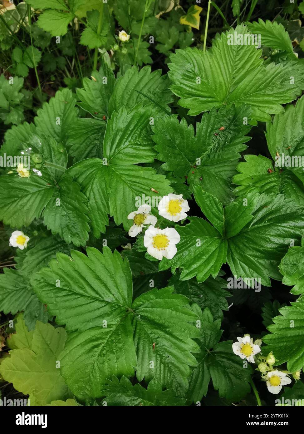 garden strawberry (Fragaria × ananassa Stock Photo - Alamy