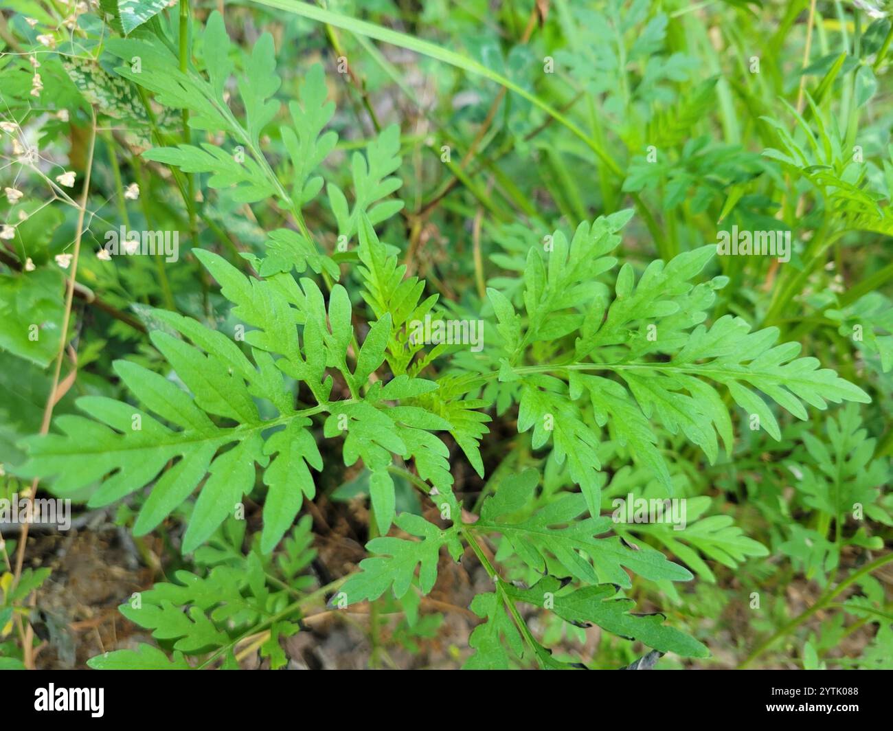 common ragweed (Ambrosia artemisiifolia Stock Photo - Alamy