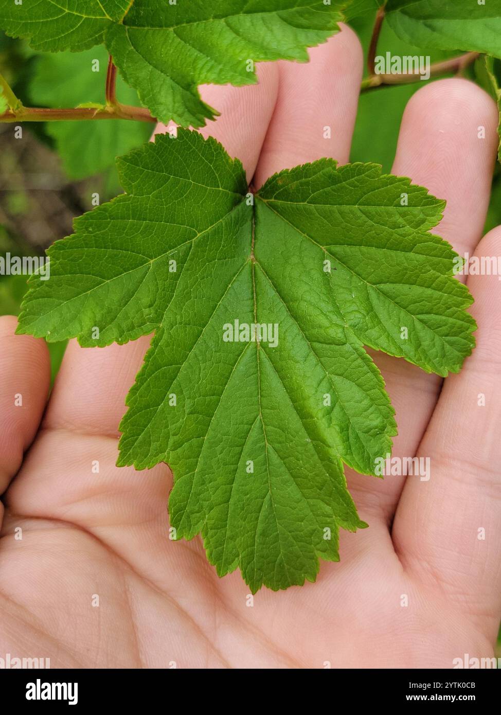 common ninebark (Physocarpus opulifolius Stock Photo - Alamy