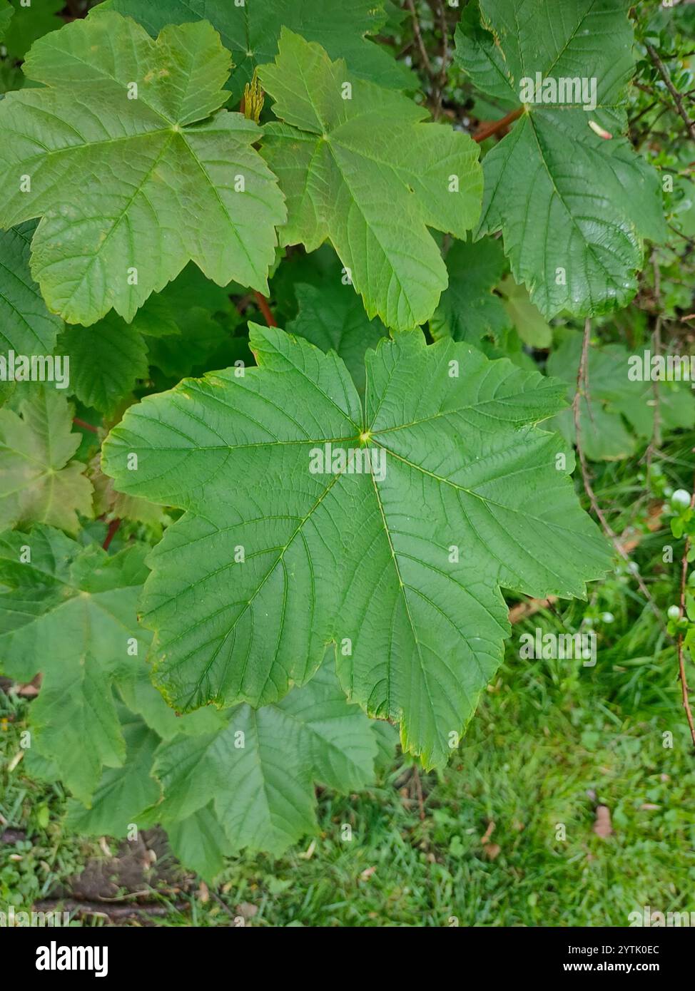 Sycamore Maple Acer Pseudoplatanus Stock Photo Alamy